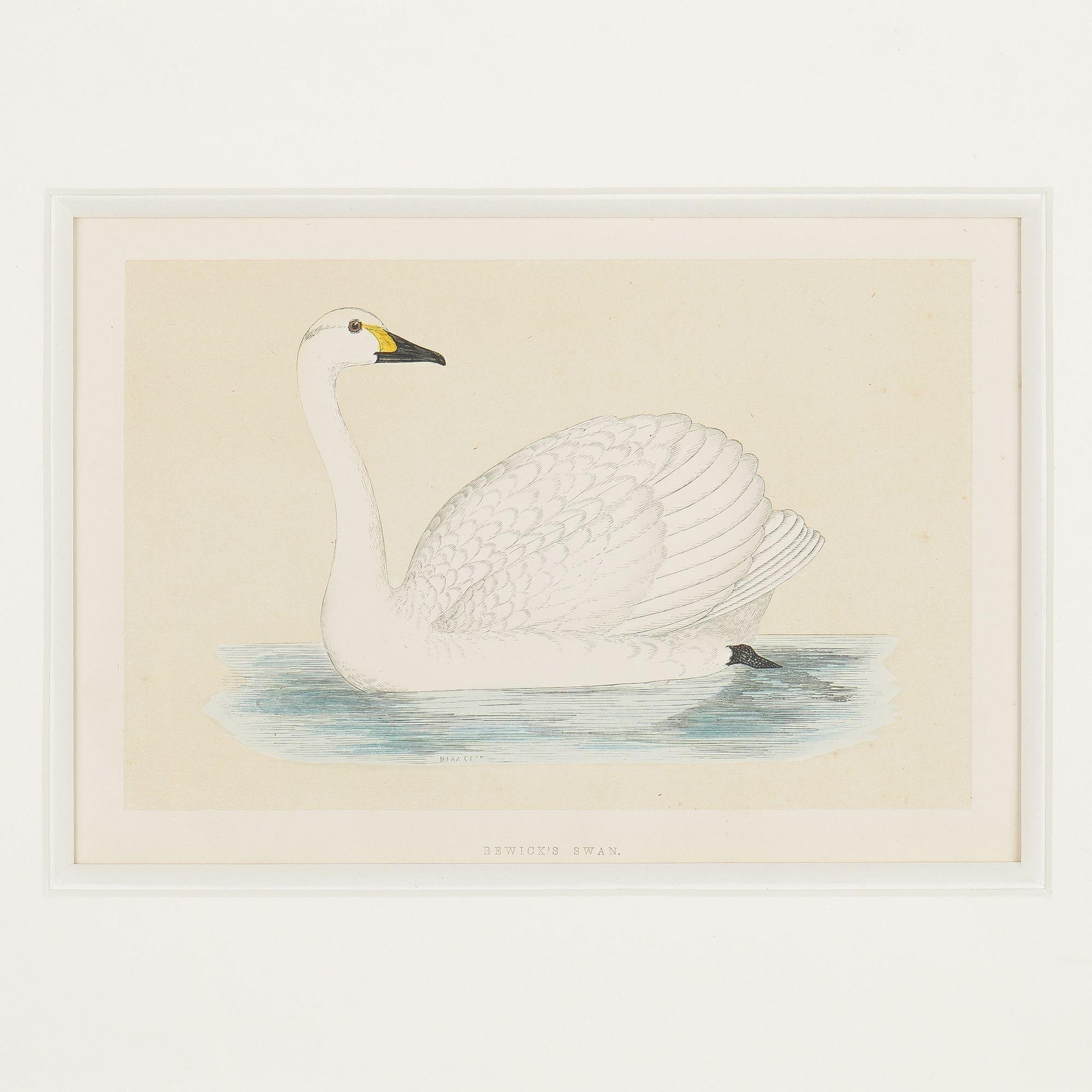 British Hooper & Berwick's Swans by Benjamin Fawcett, 1851