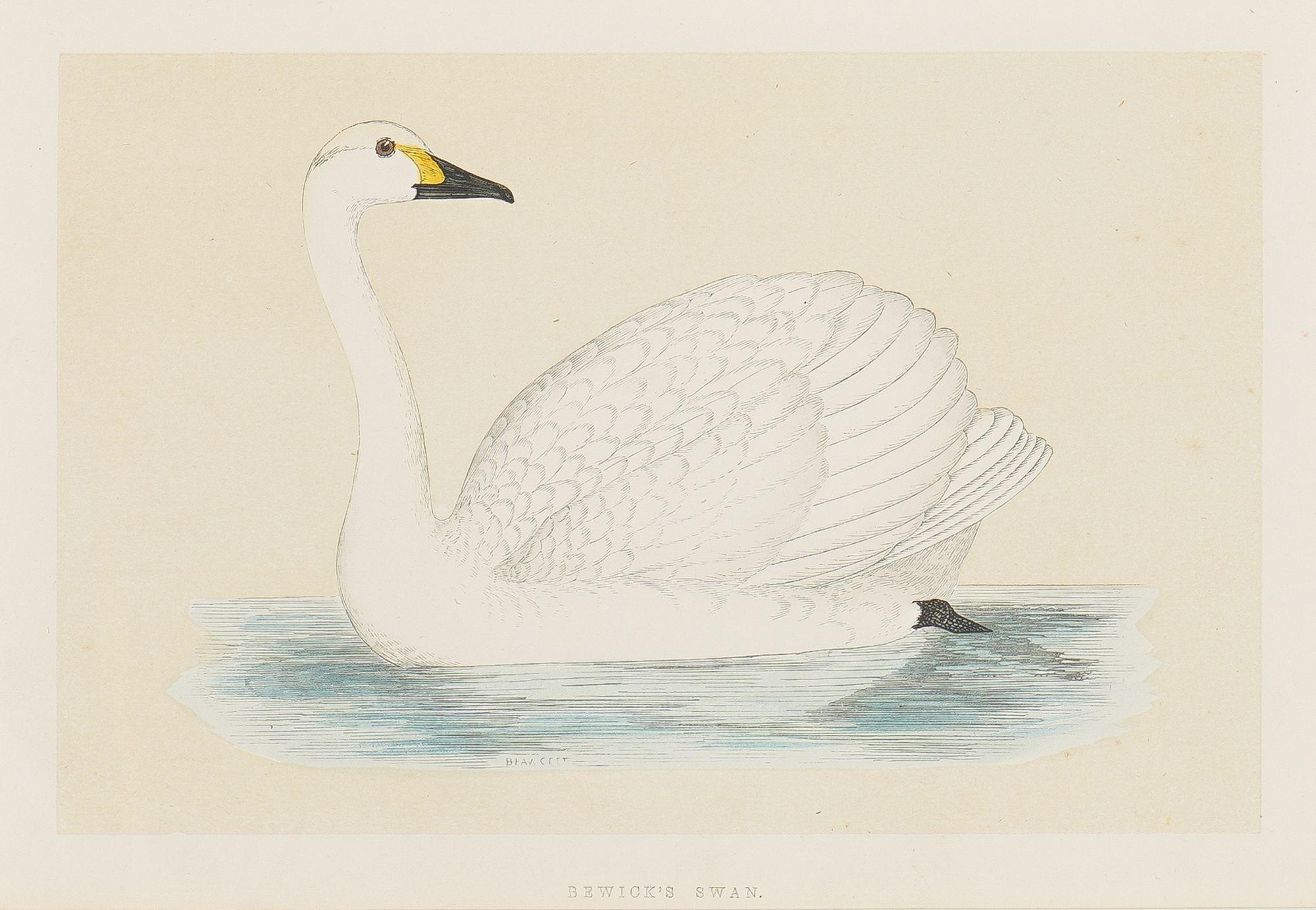 Hooper & Berwick's Swans by Benjamin Fawcett, 1851 In Excellent Condition In Kenilworth, IL