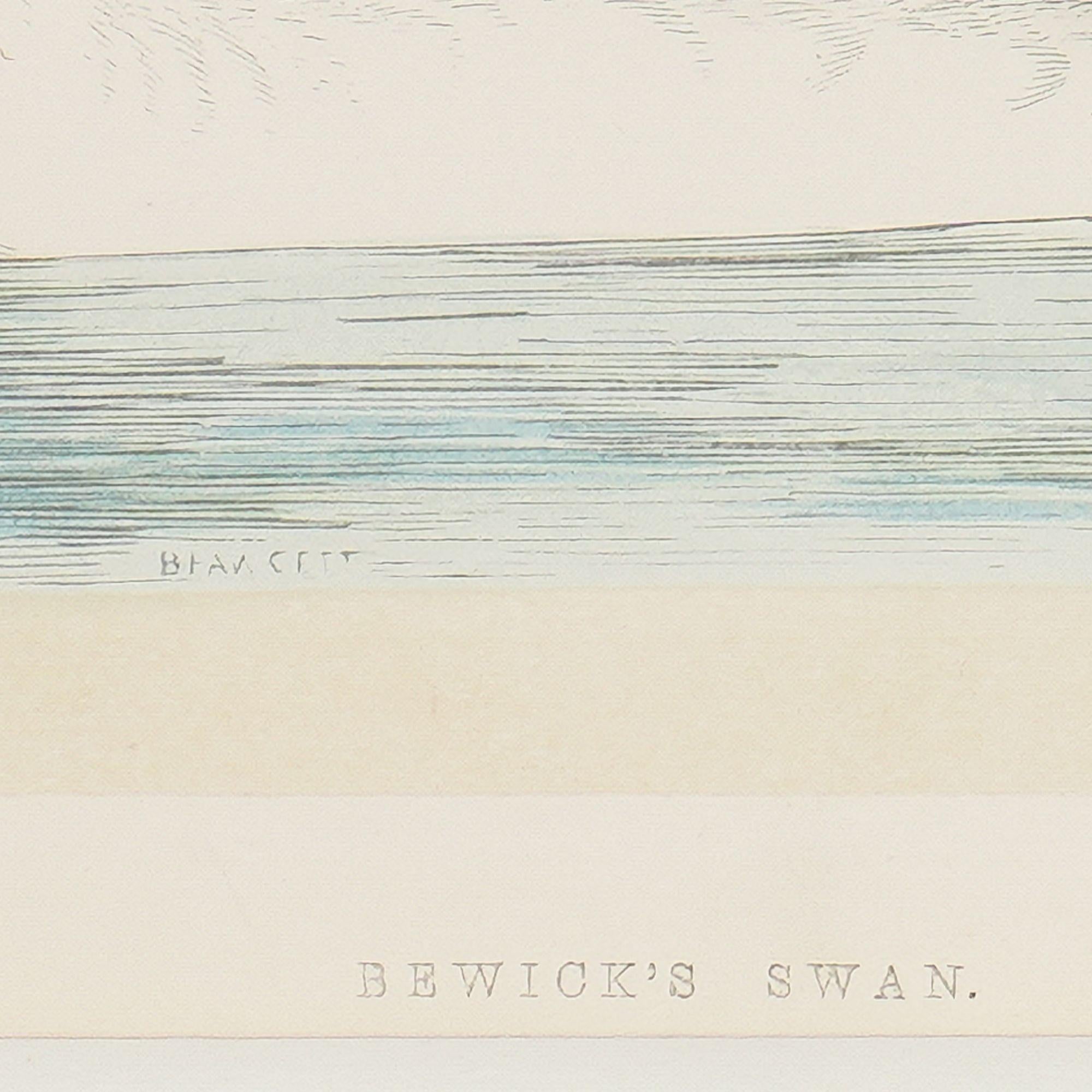 19th Century Hooper & Berwick's Swans by Benjamin Fawcett, 1851