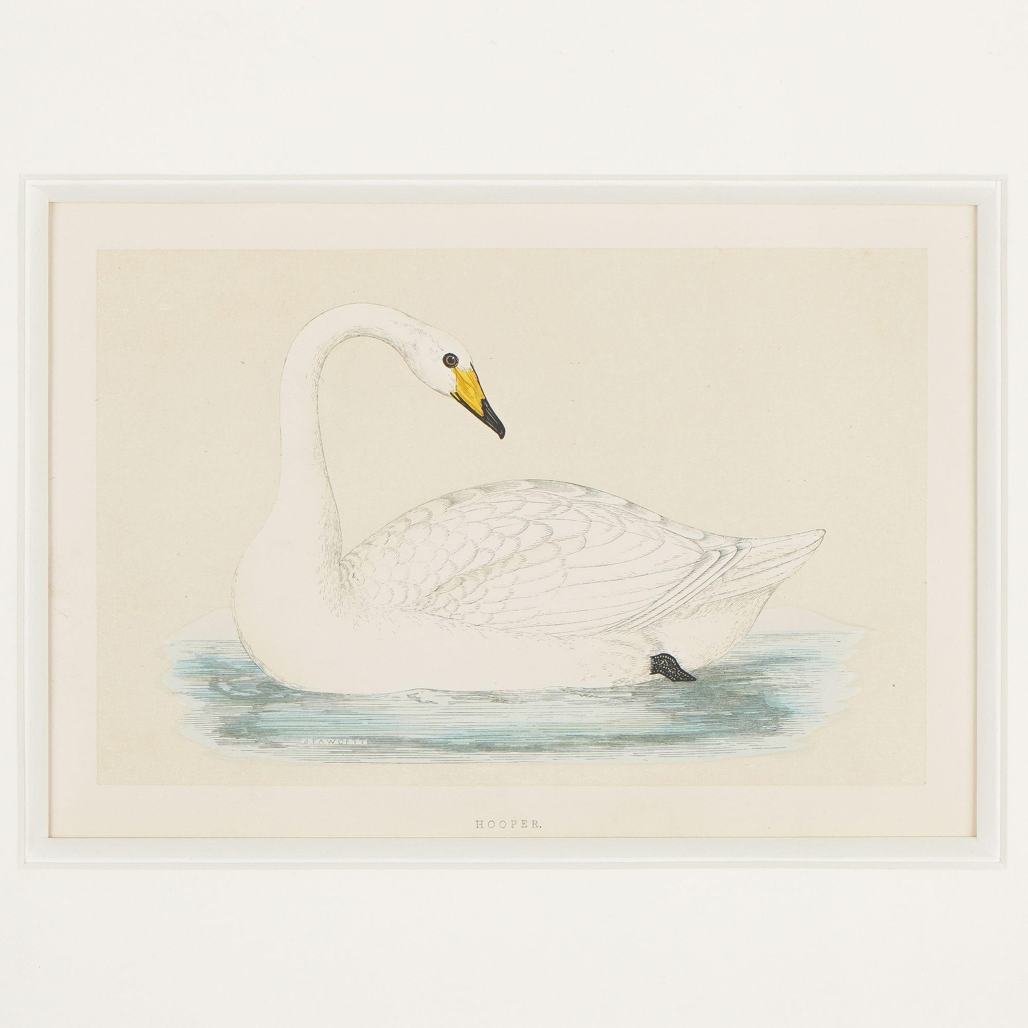 Hooper & Berwick's Swans by Benjamin Fawcett, 1851 2