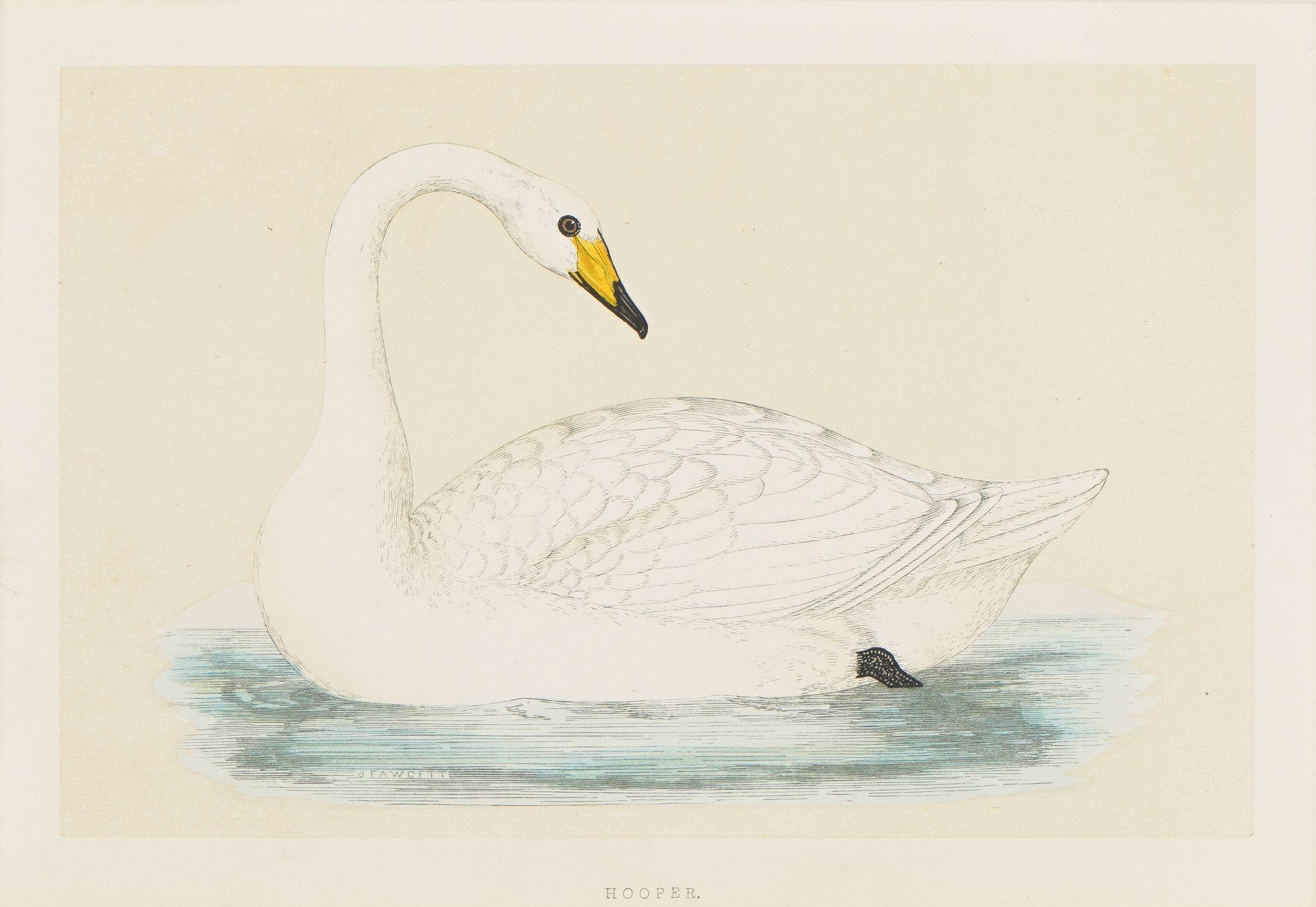 Hooper & Berwick's Swans by Benjamin Fawcett, 1851 3