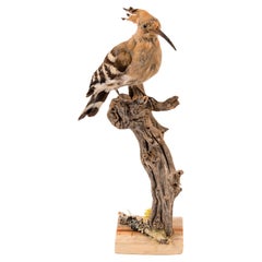 Hoopoe Long Bill Bird Taxidermy on Drift Wood