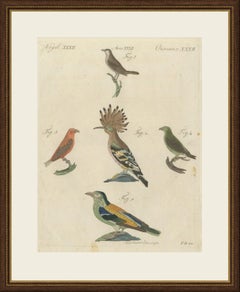 Hoopoe, Roller and Crossbills, Antique Bertuch Print, Vienna, circa 1805