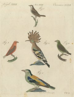 Hoopoe, Roller and Crossbills, Antique Bertuch Print, Vienna, circa 1805