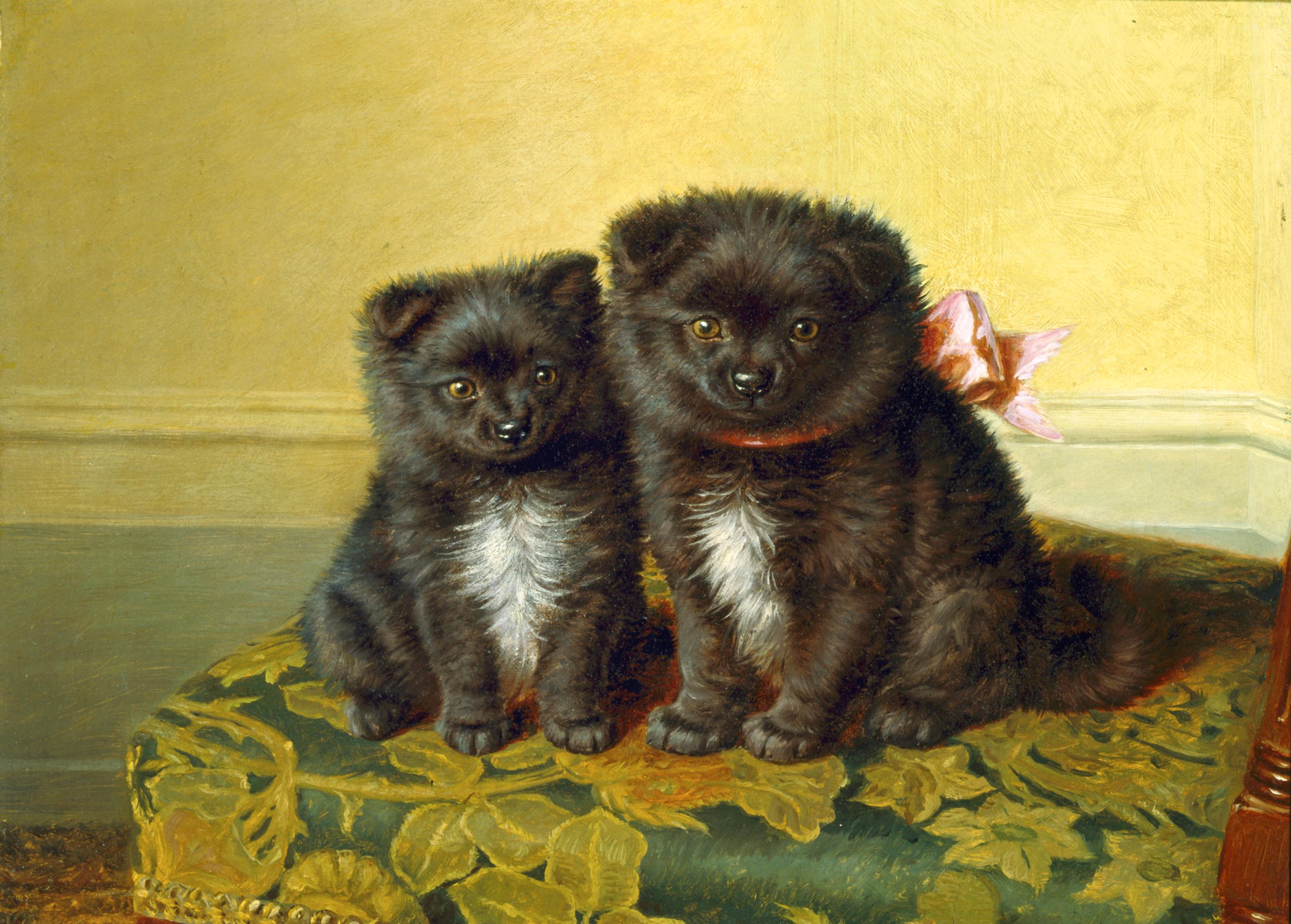 Sitting Pretty (Pomeranian Pups) 