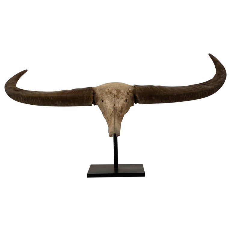 Fisker dyb sladre Horn of a Water Buffalo, Indonesia For Sale at 1stDibs