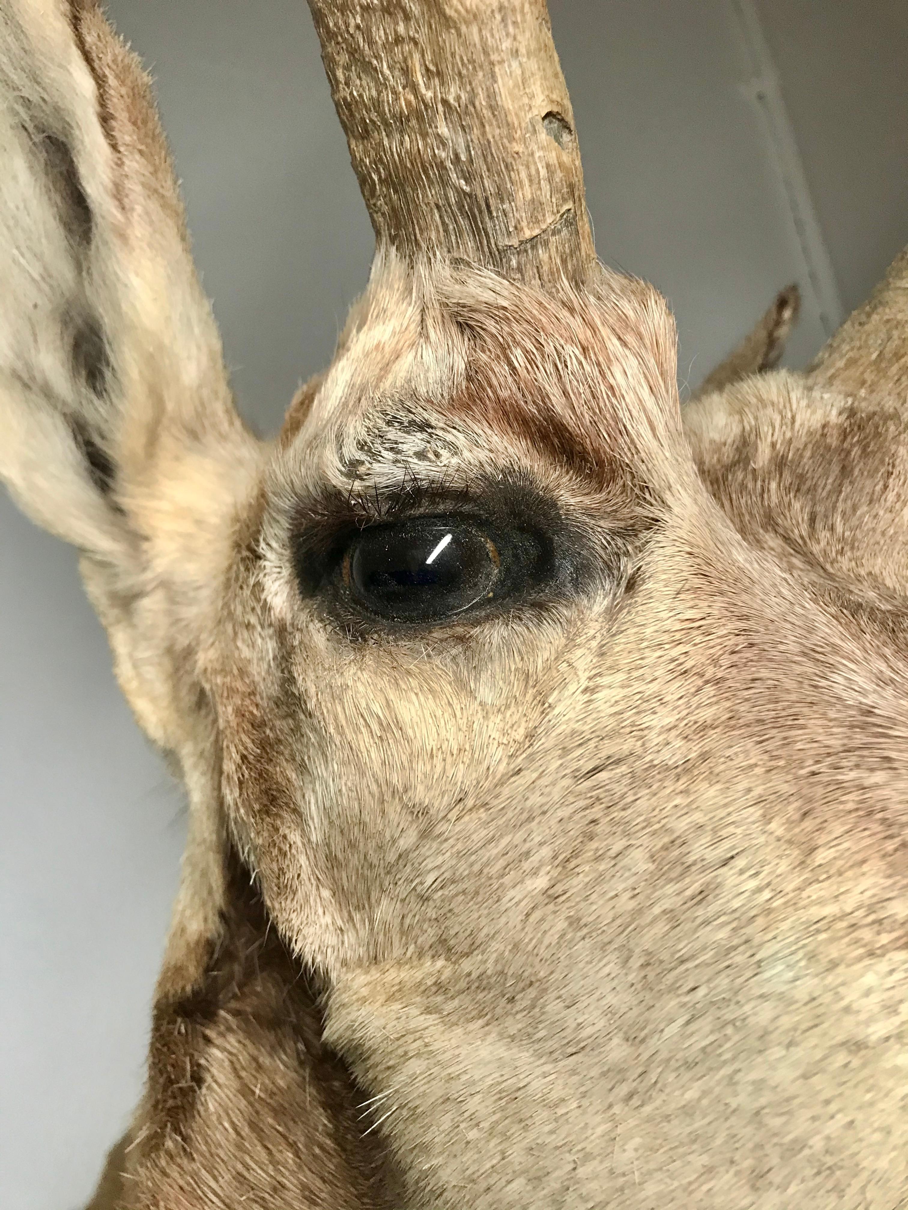 American Horned Antelope Taxidermy