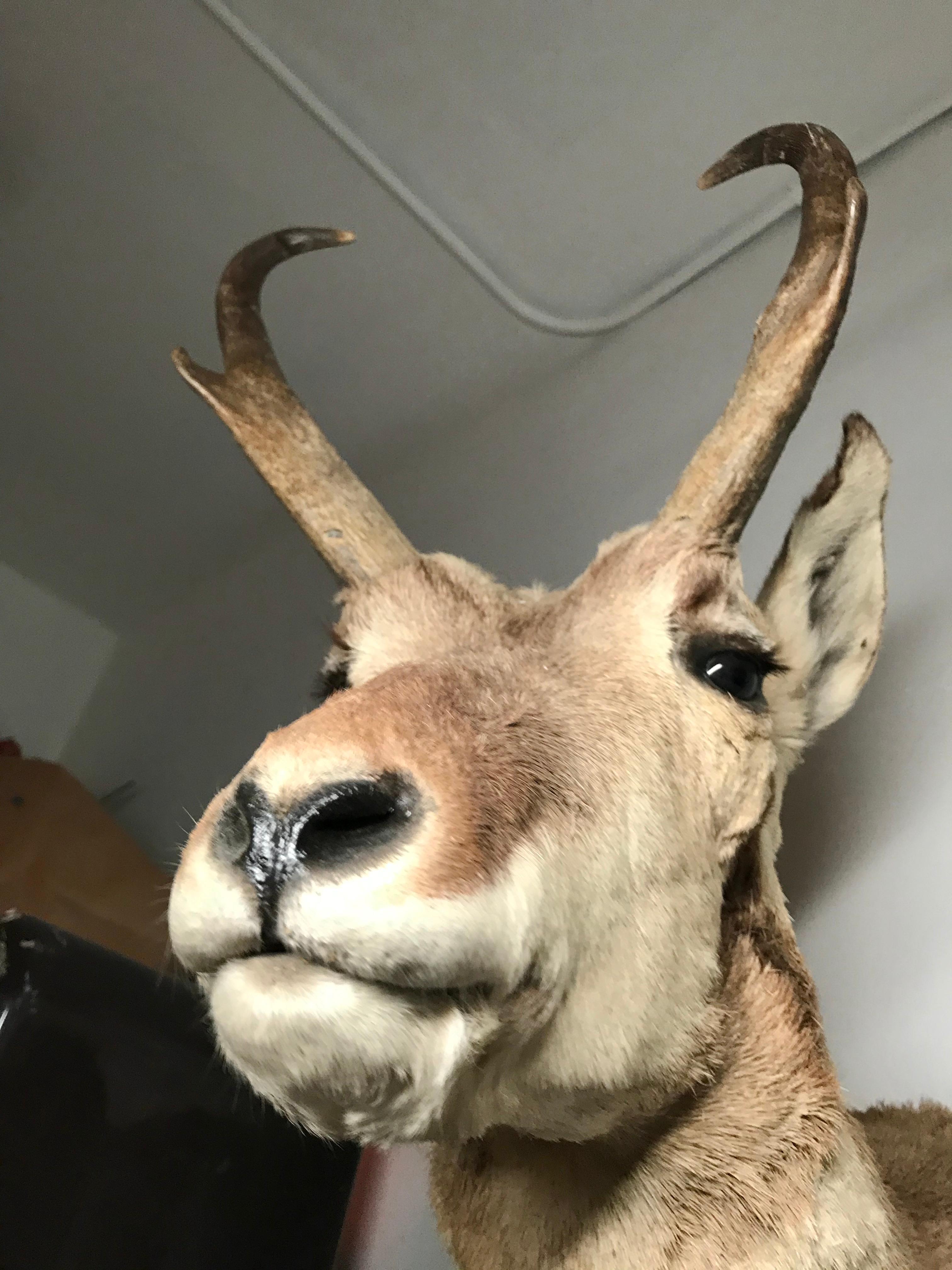 Horned Antelope Taxidermy 1