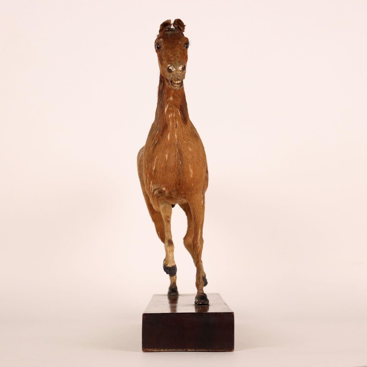 Horse, one of nine sculptures depicting animals of different species, entirely covered in fur; each animal rests on a wooden base, three of which have a label underneath which indicates the name of the author, Fratin, naturalist. The animals
