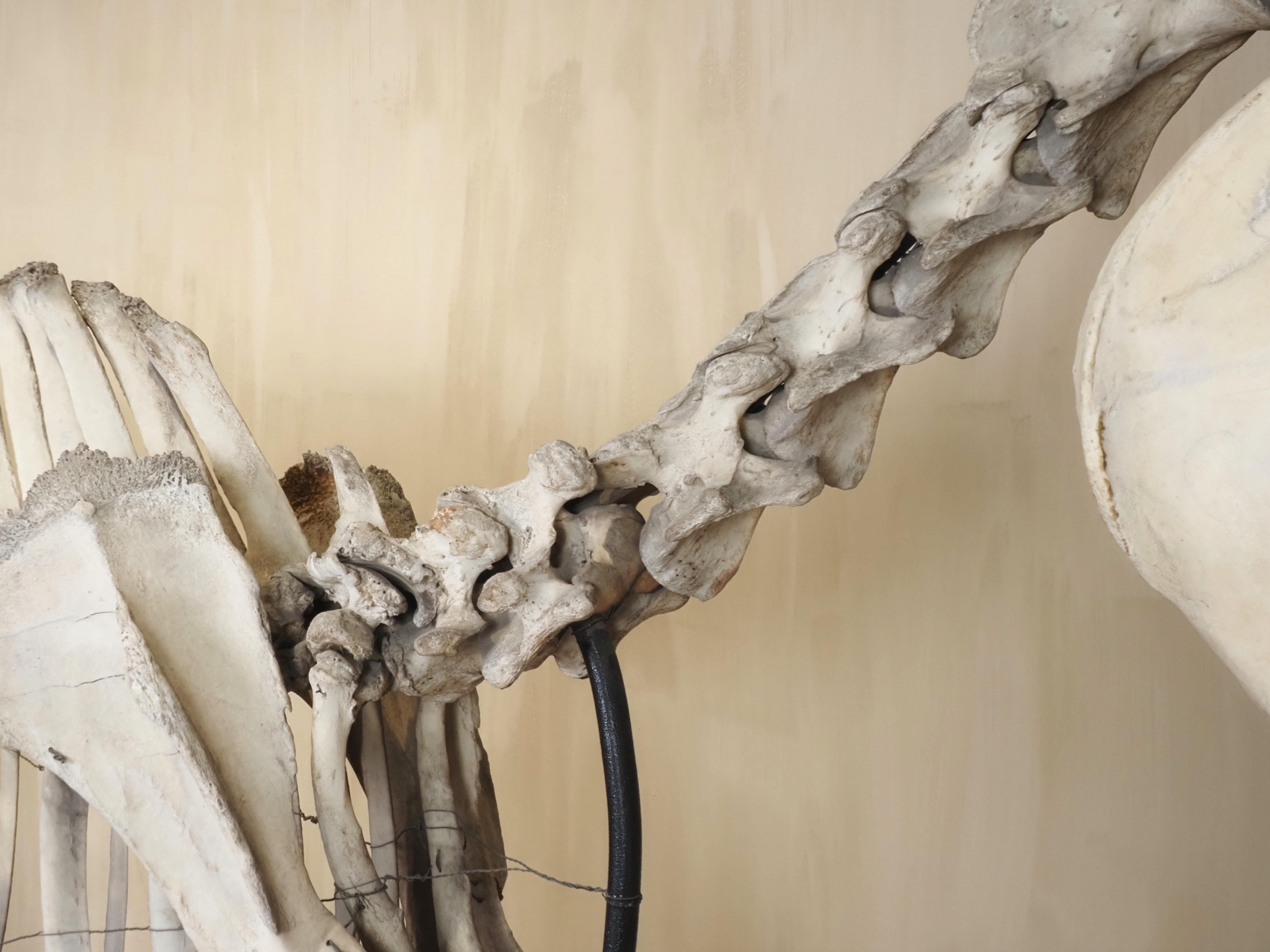 Horse Skeleton (Equus Caballus) For Sale 4