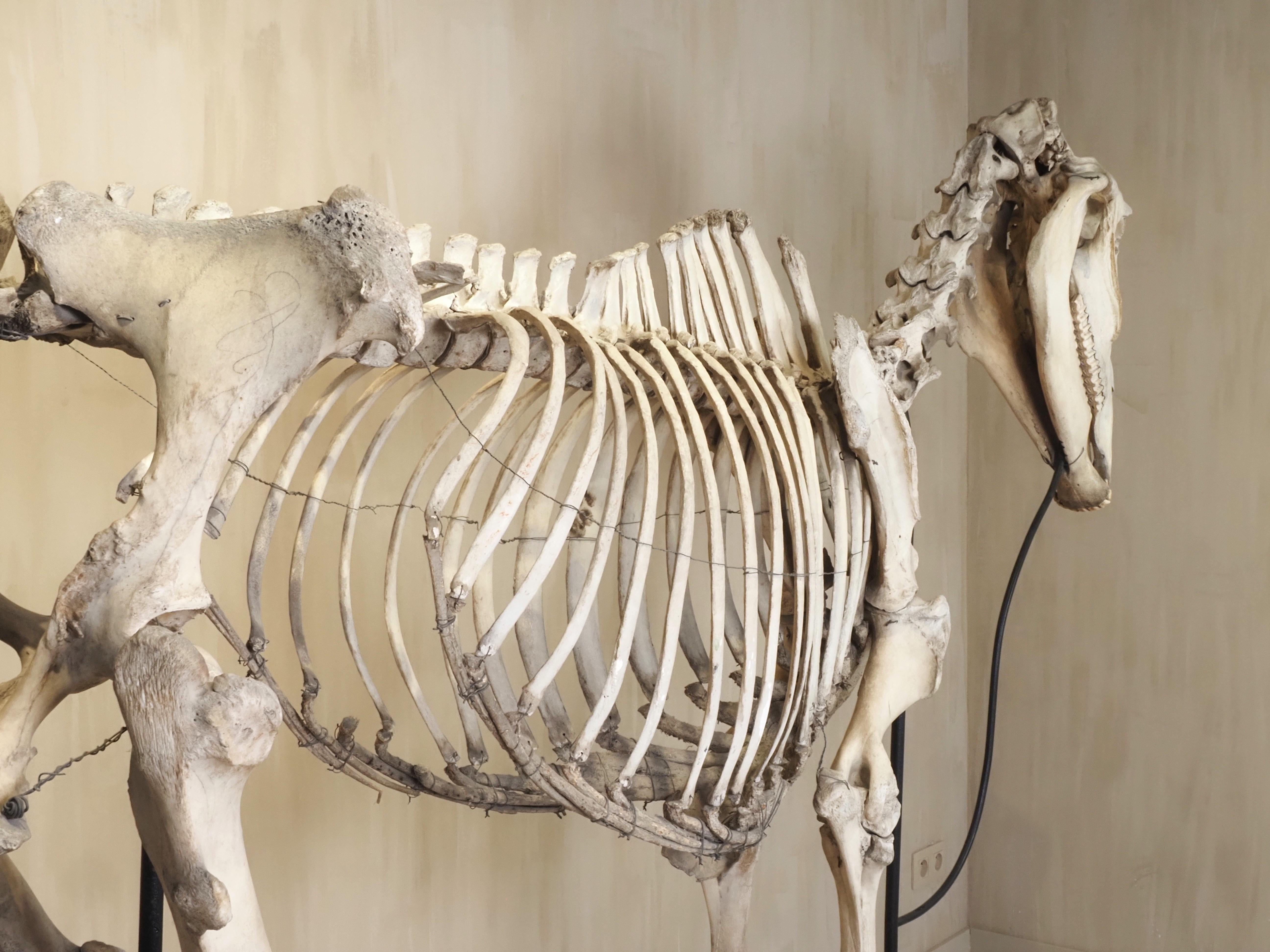 Horse Skeleton (Equus Caballus) For Sale 5