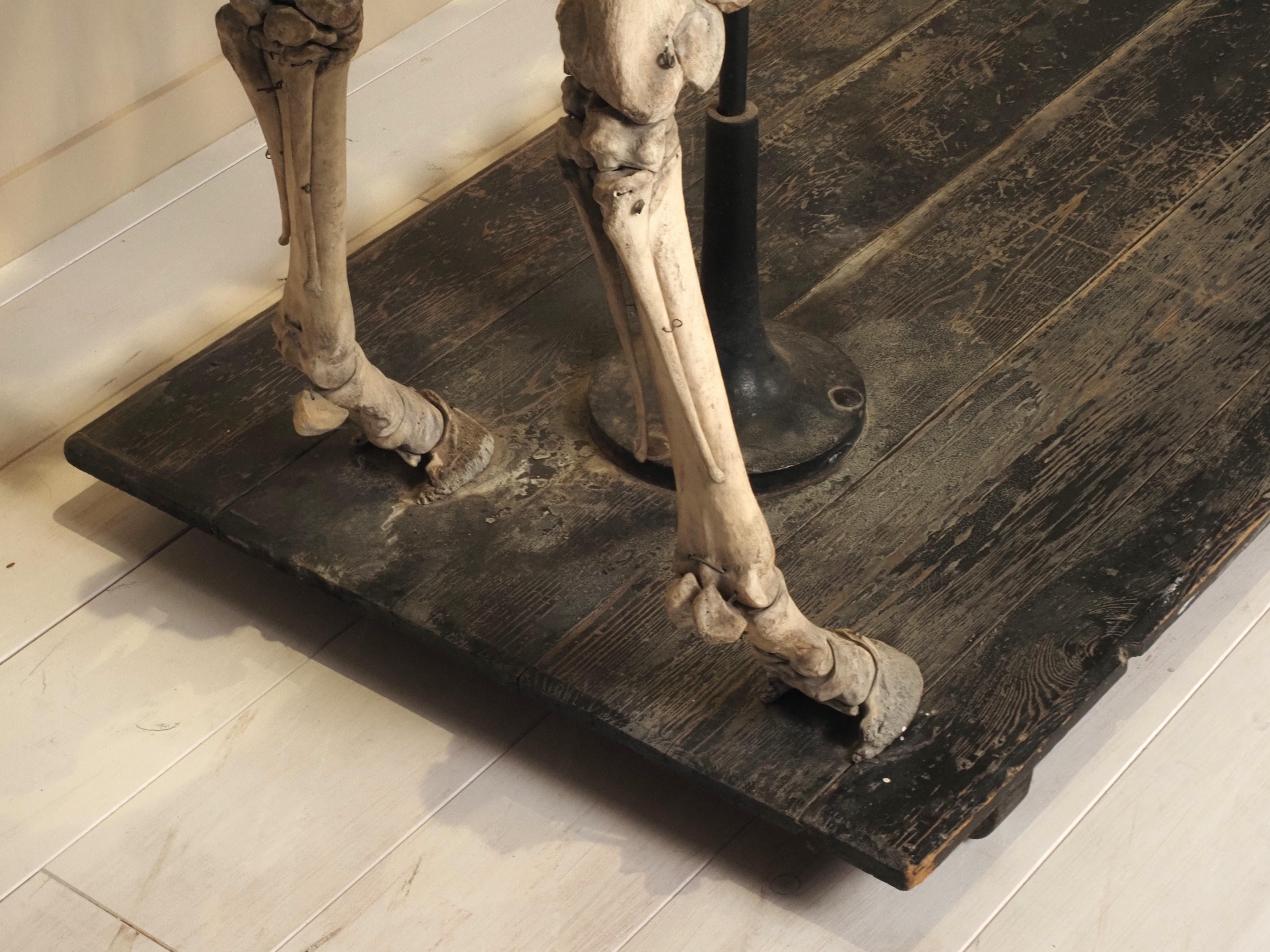 Horse Skeleton (Equus Caballus) For Sale 6