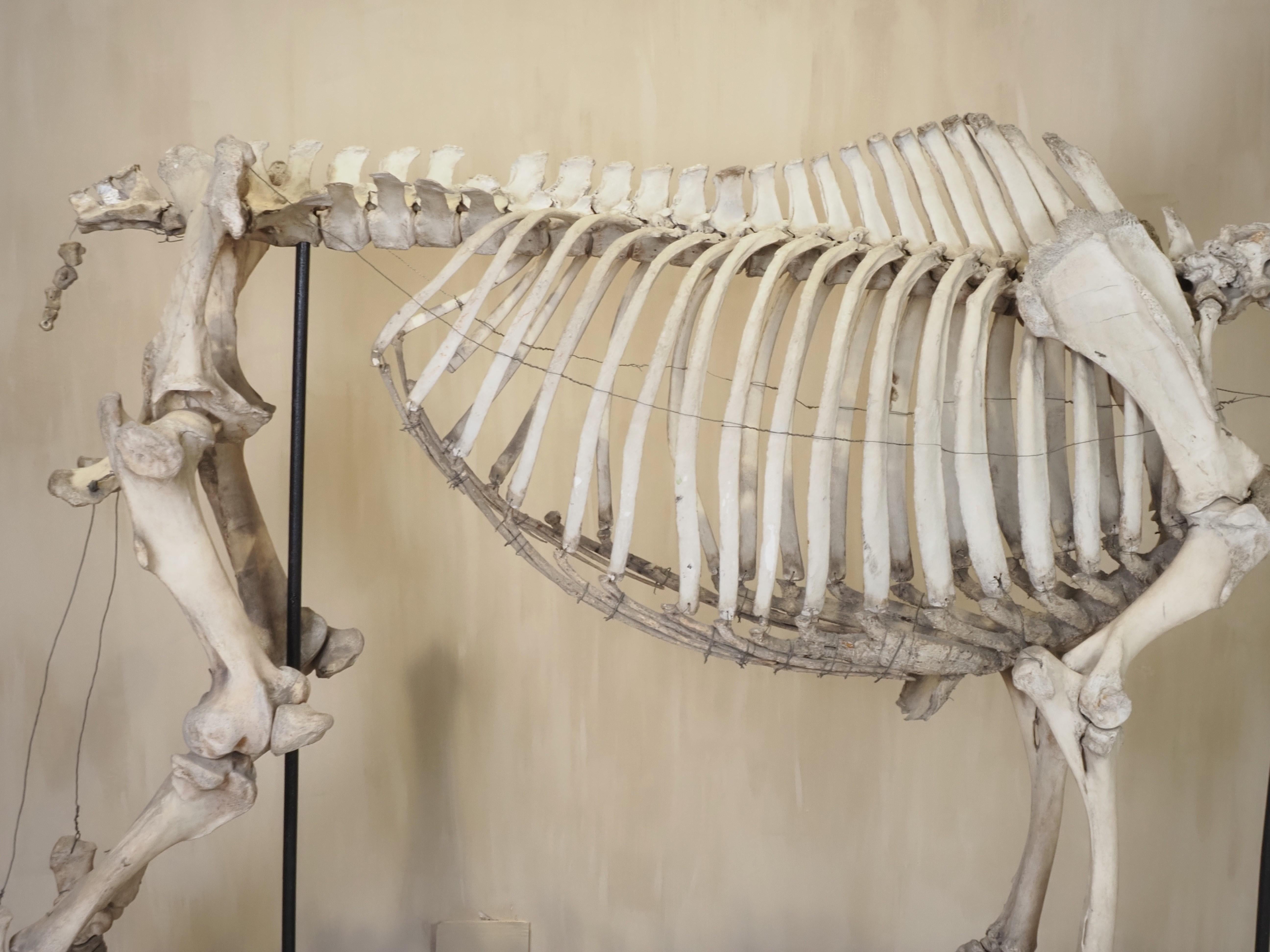 Horse Skeleton (Equus Caballus) For Sale 7