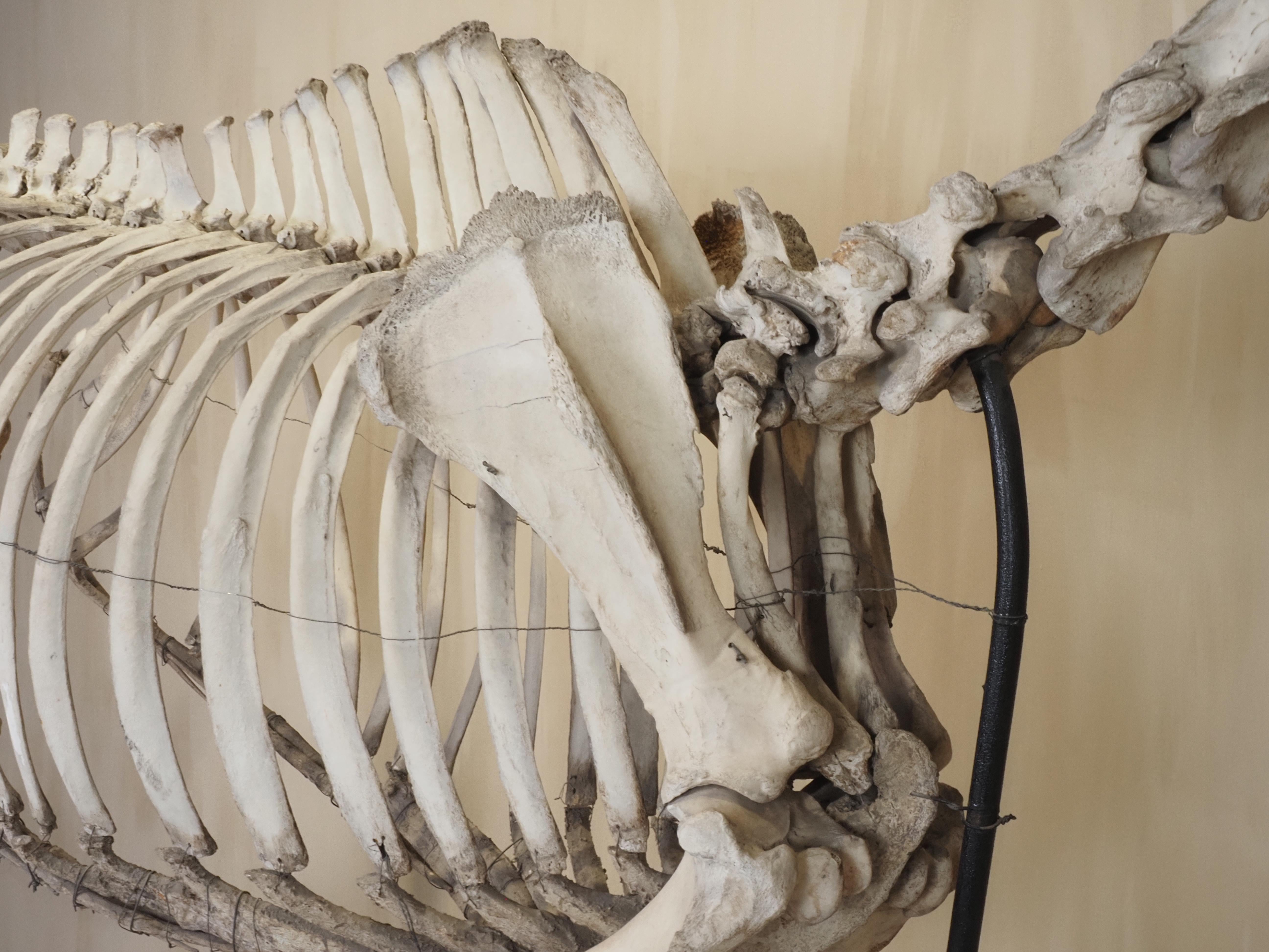 Horse Skeleton (Equus Caballus) For Sale 8