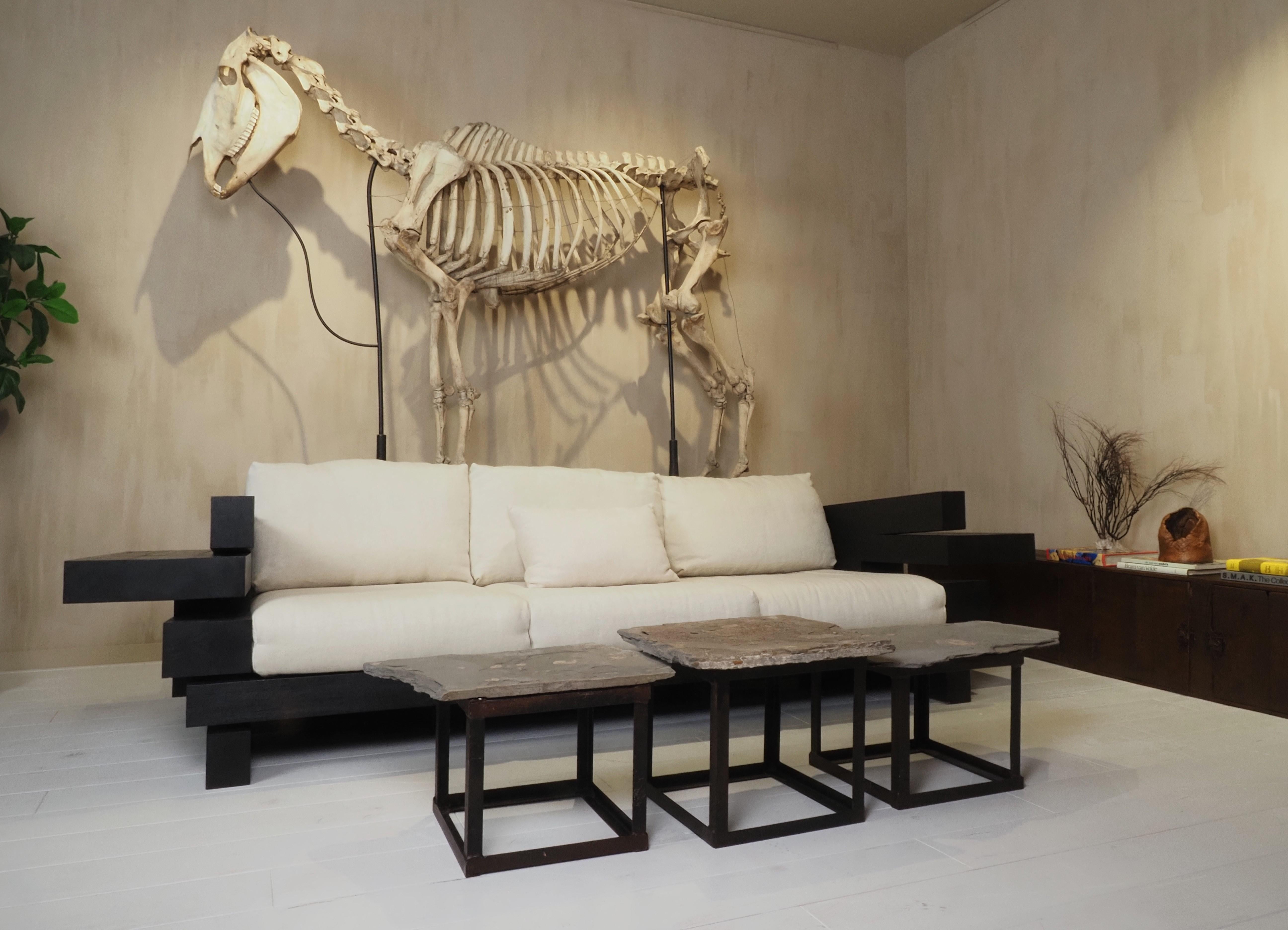 Horse Skeleton (Equus Caballus) For Sale 9