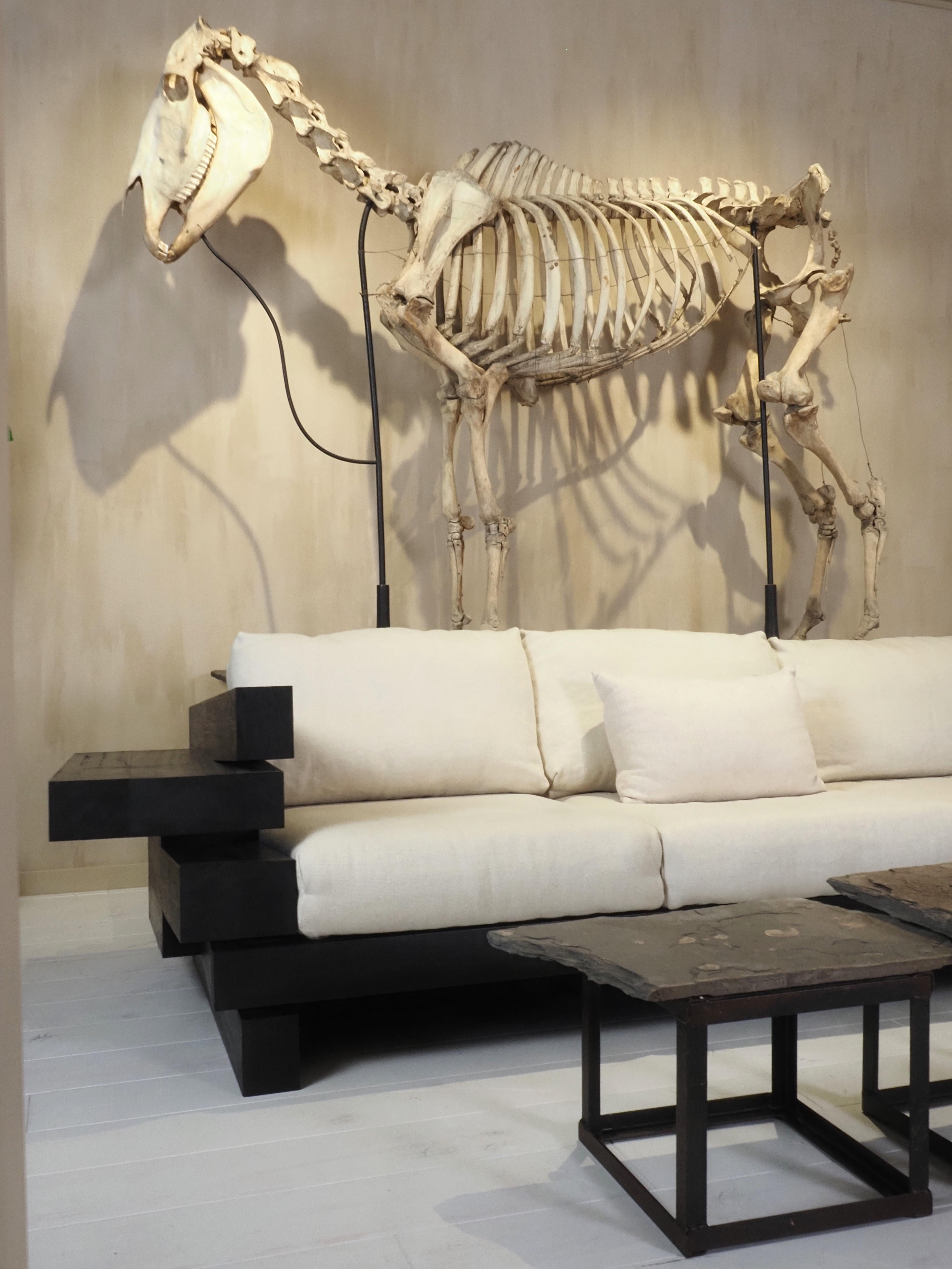 Horse Skeleton (Equus Caballus) For Sale 10