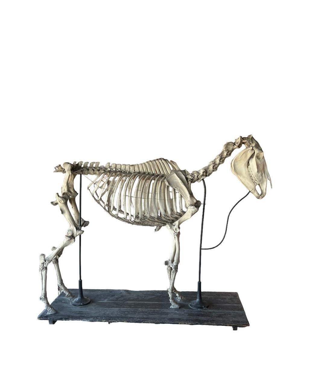 Fully assembled horse skeleton. Circa 1950 from a training school for veterinarians. 