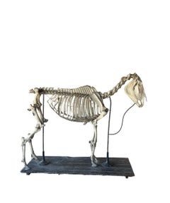 Horse Skeleton (Equus Caballus)
