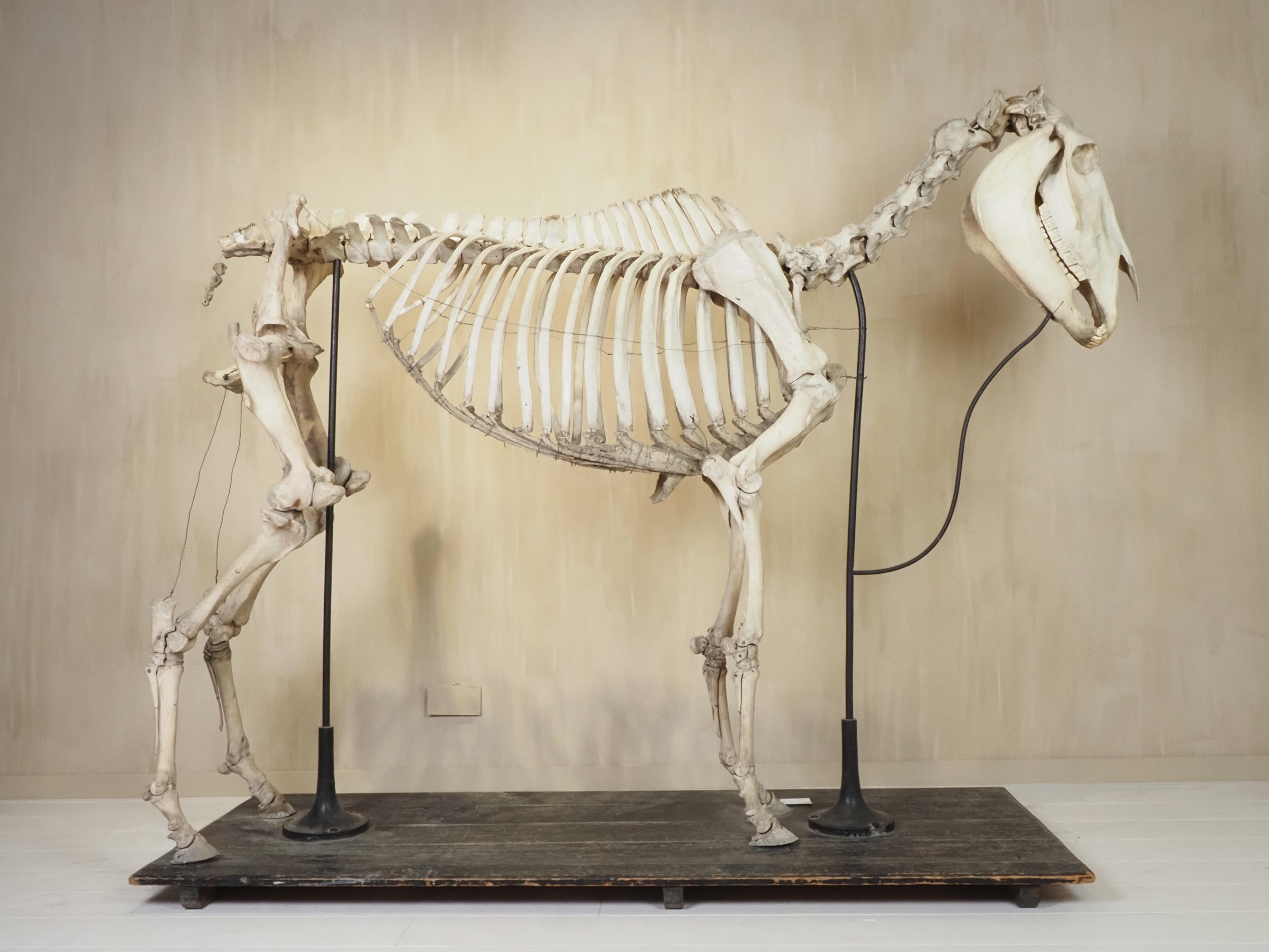 Belgian Horse Skeleton (Equus Caballus) For Sale