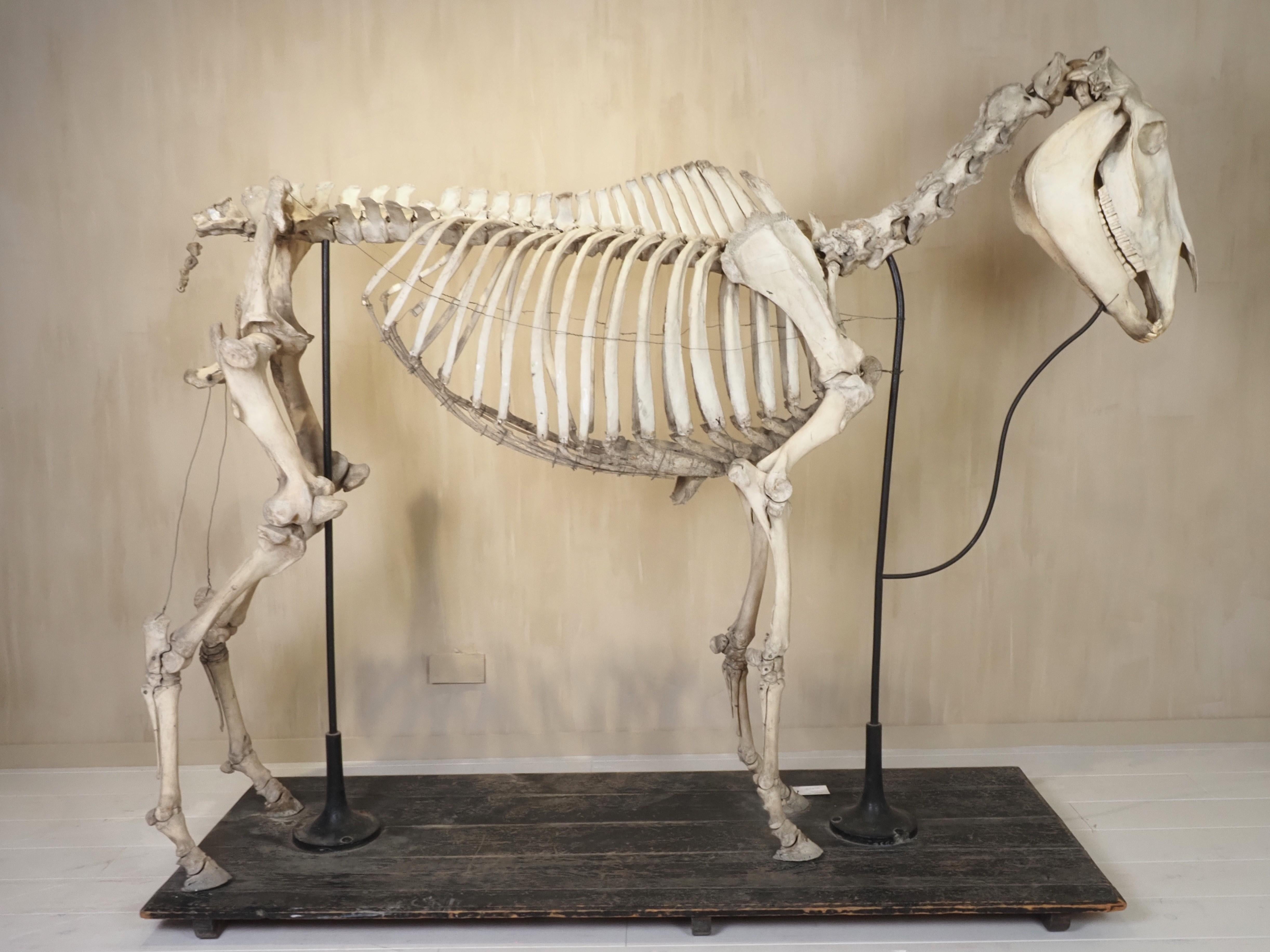 Horse Skeleton (Equus Caballus) In Good Condition For Sale In Diest, BE