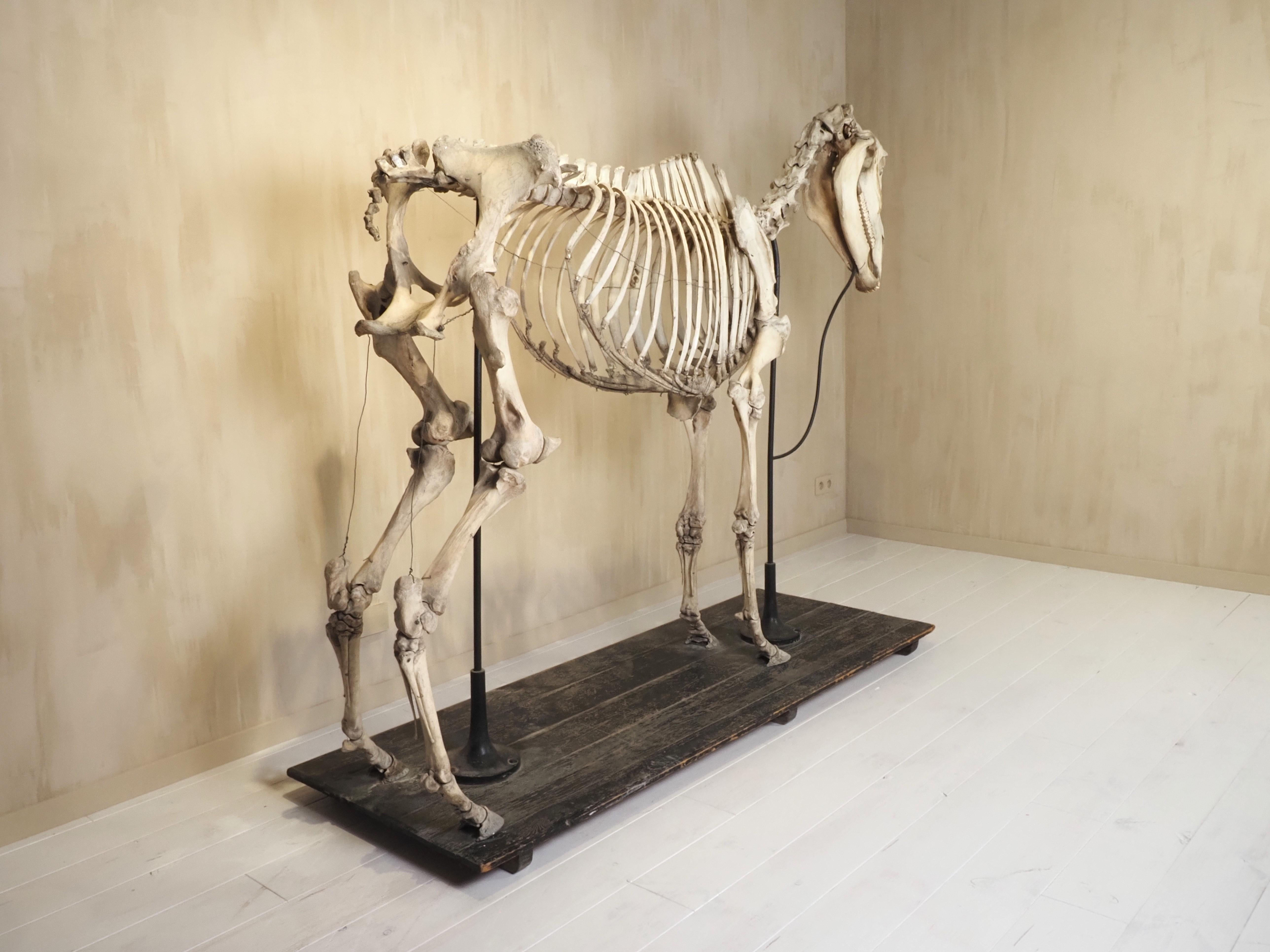 Mid-20th Century Horse Skeleton (Equus Caballus) For Sale