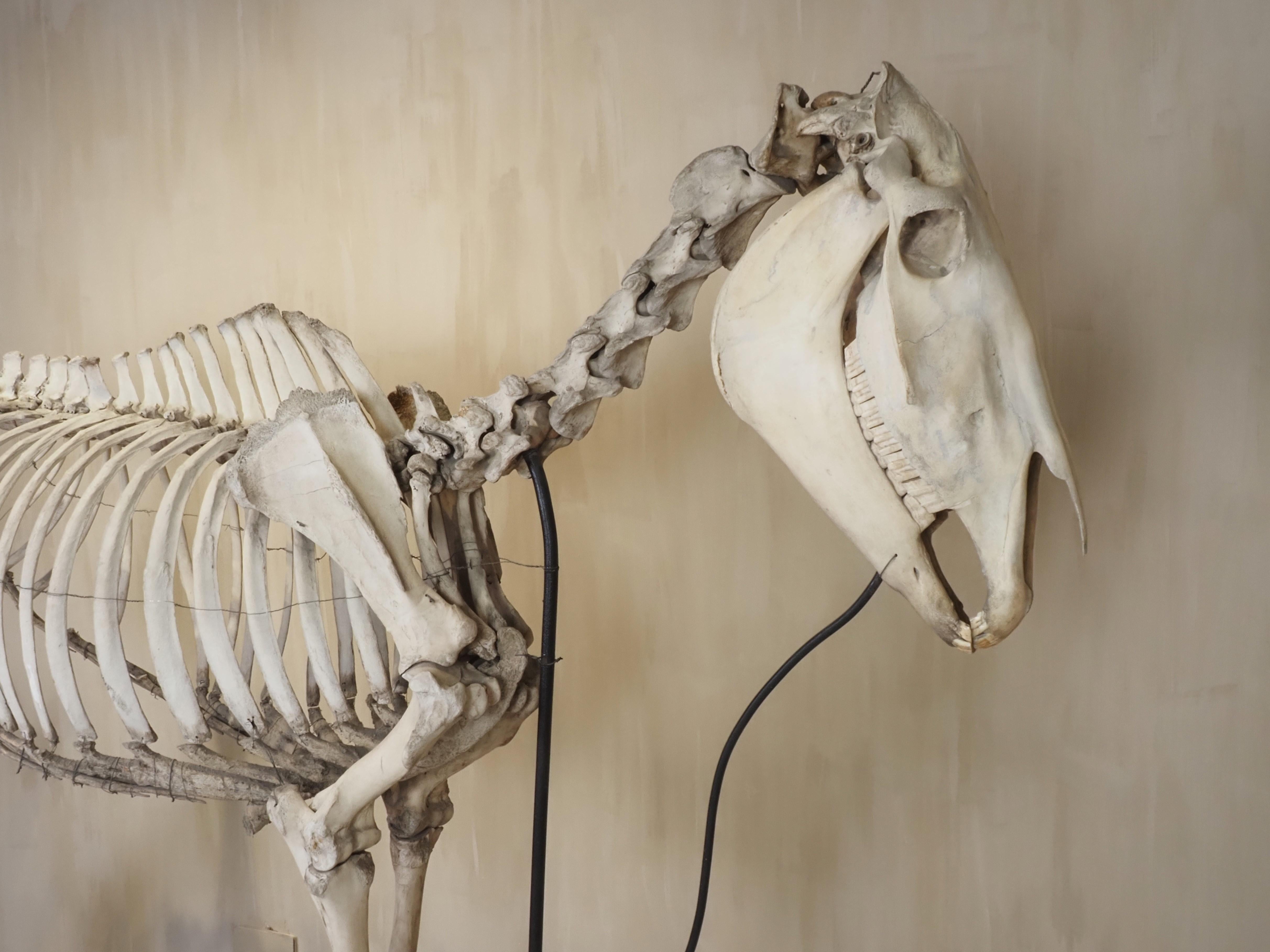 Bone Horse Skeleton (Equus Caballus) For Sale