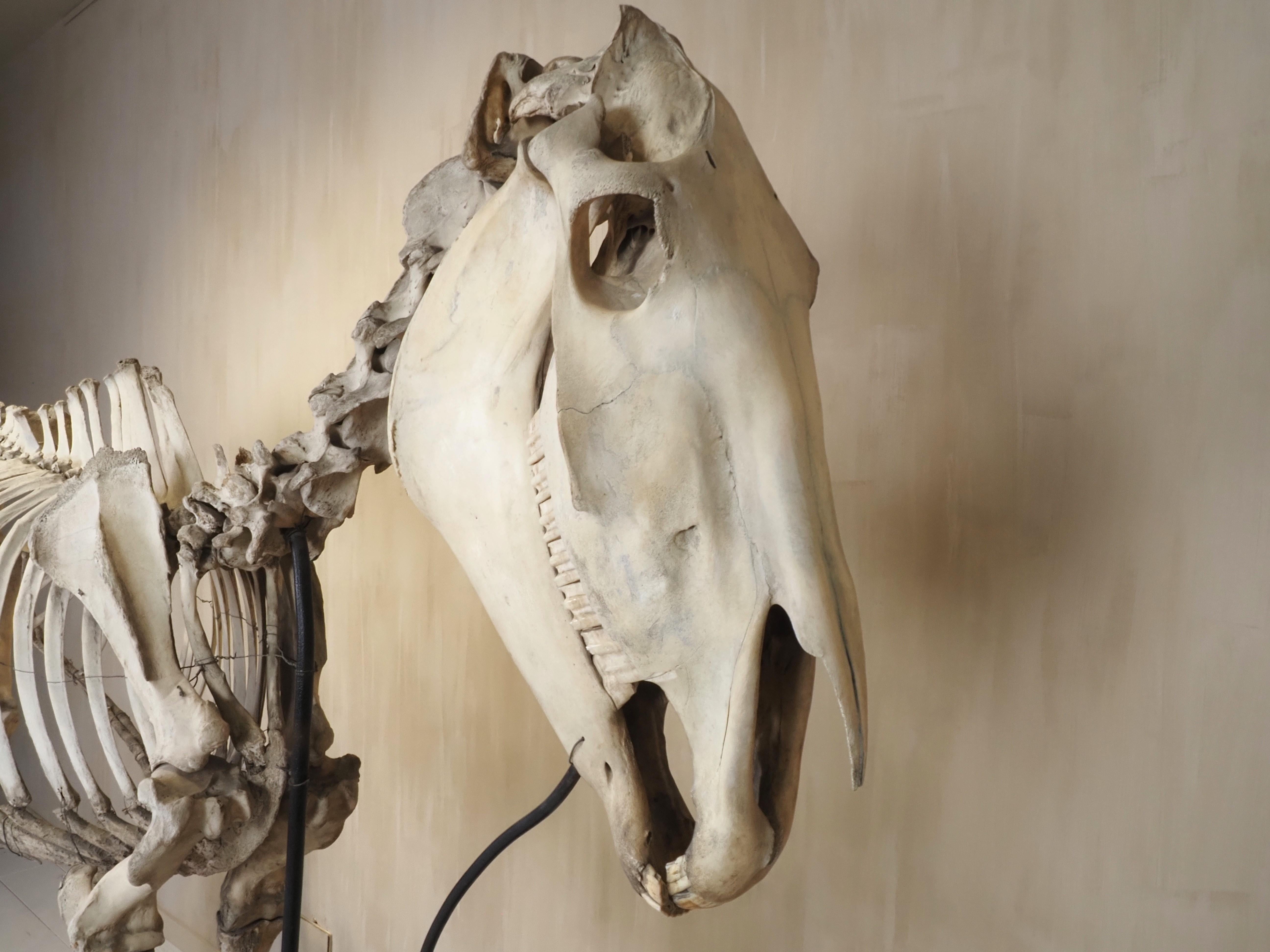 Horse Skeleton (Equus Caballus) For Sale 1