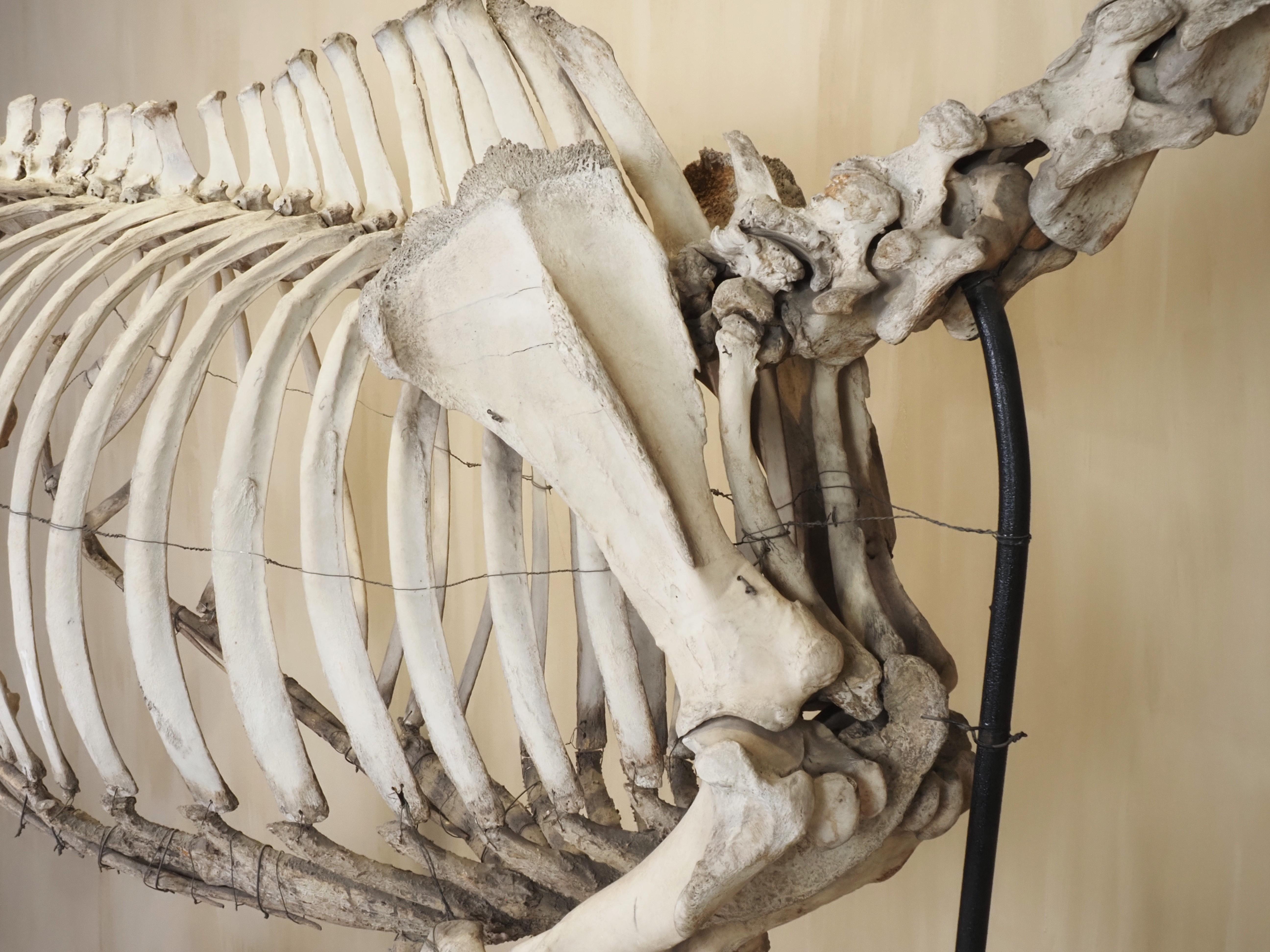 Horse Skeleton (Equus Caballus) For Sale 2