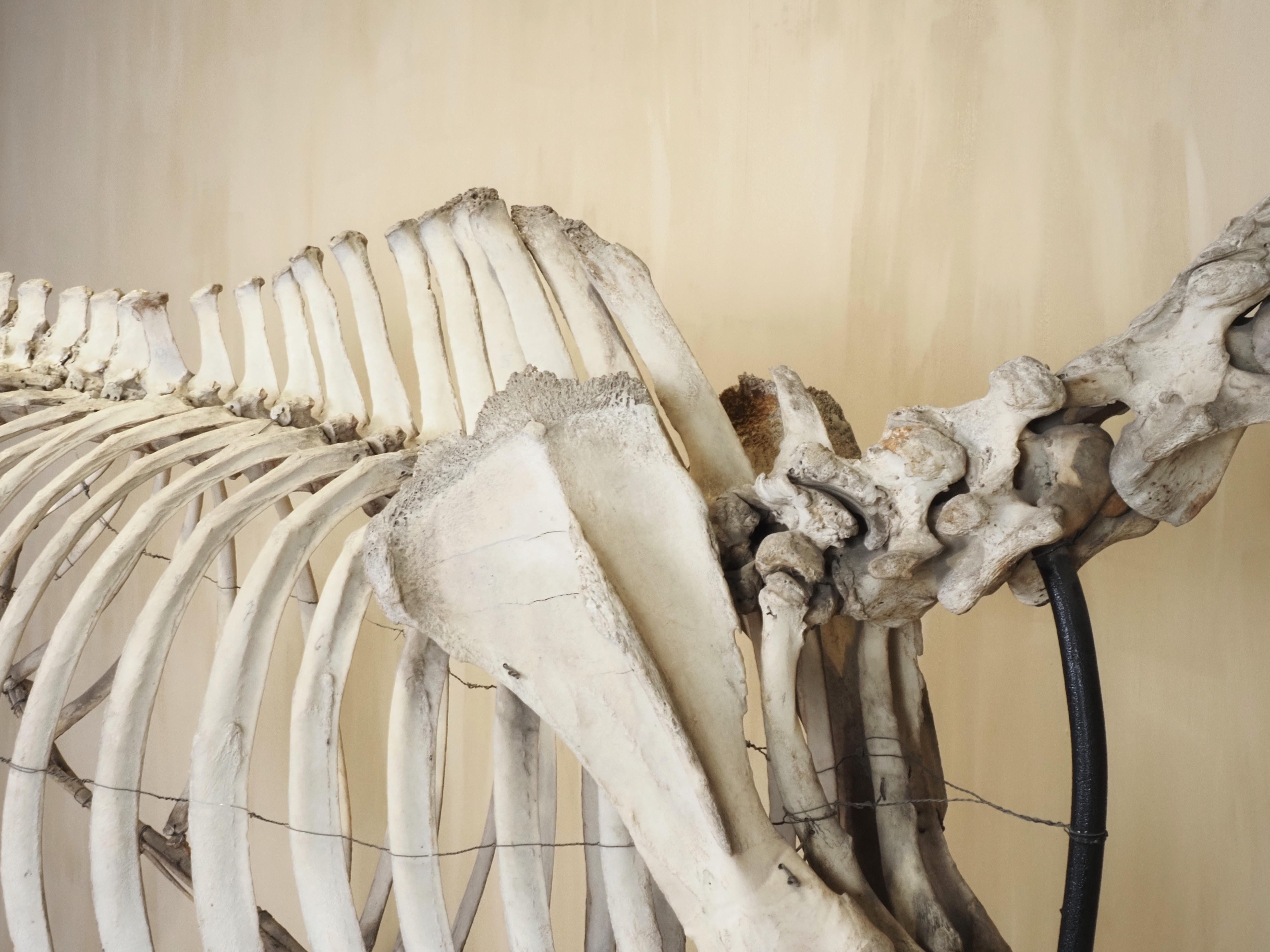 Horse Skeleton (Equus Caballus) For Sale 3