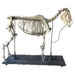 Scheletro di cavallo (Equus Caballus)