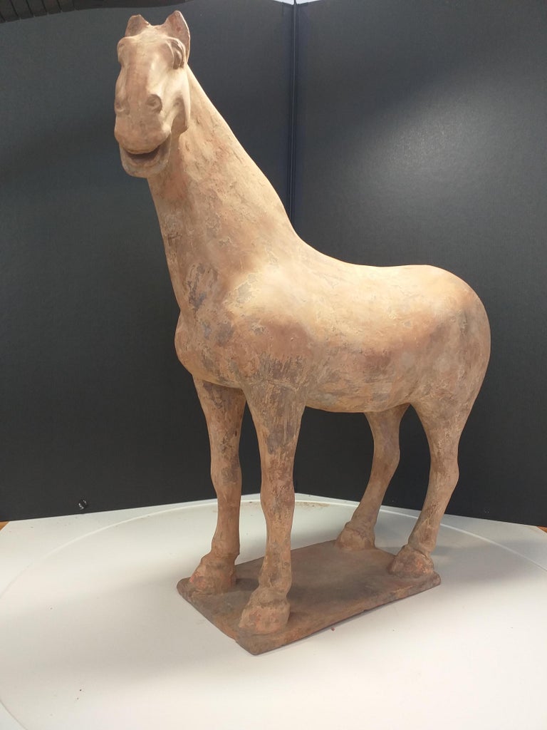 Horse, Terracotta, China, Tang Period For Sale at 1stDibs