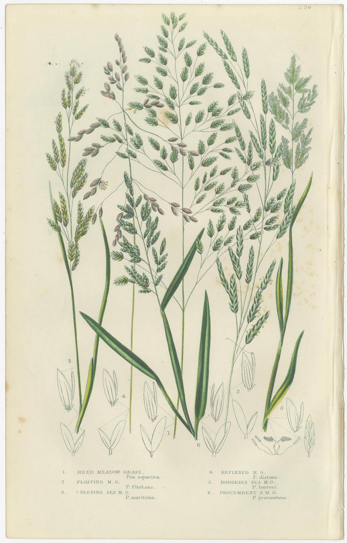 Horsetail Plants – Trio of Victorian Botanical Prints, 1873