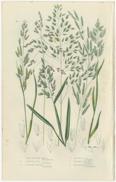Horsetail Plants – Trio of Victorian Botanical Prints, 1873