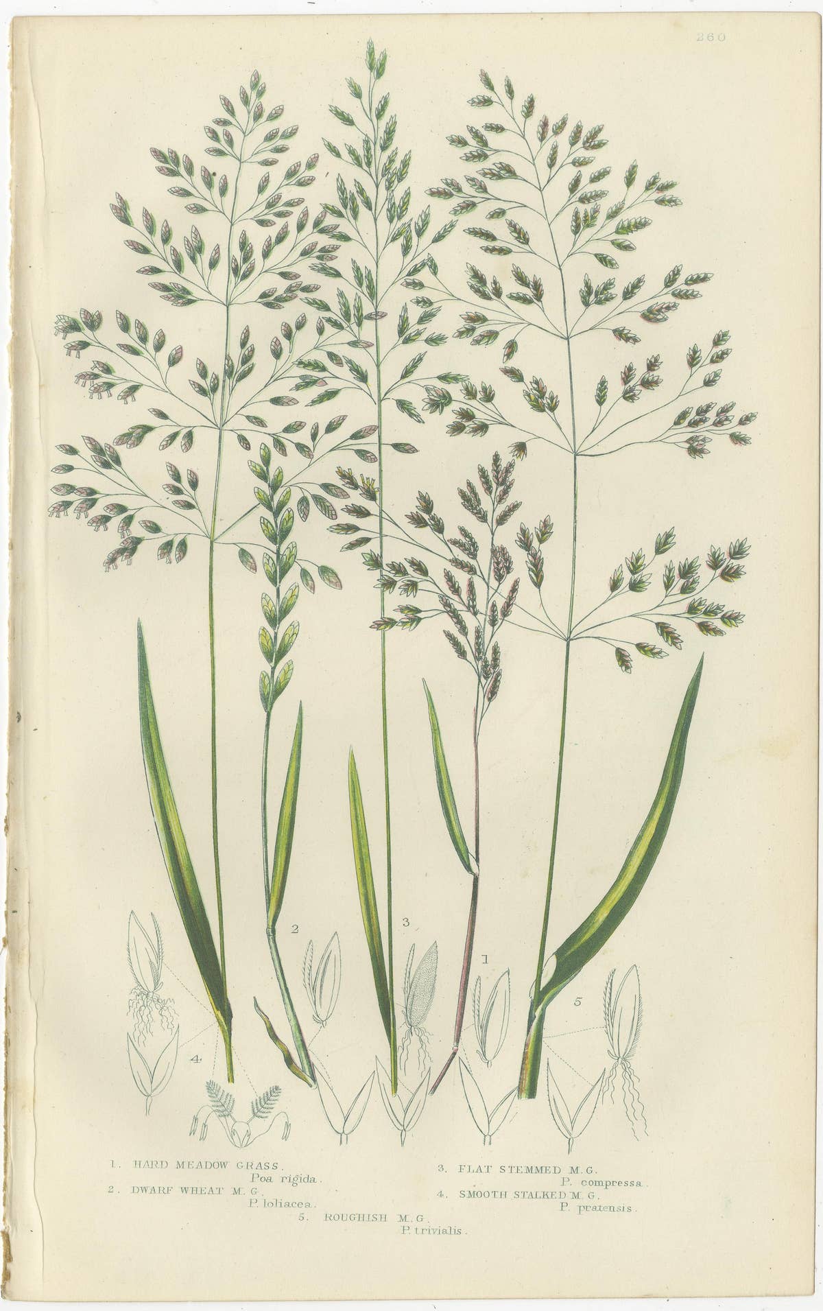 Horsetail Plants – Trio of Victorian Botanical Prints, 1873