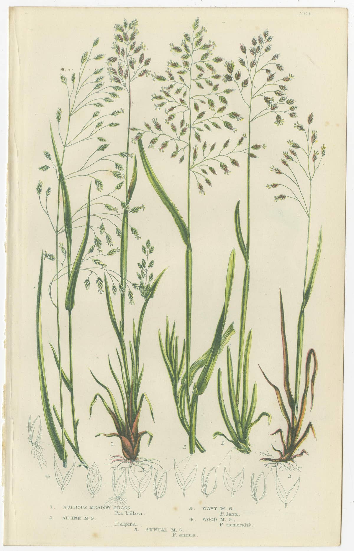 Horsetail Plants – Trio of Victorian Botanical Prints, 1873