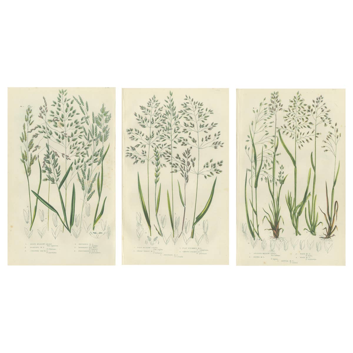Horsetail Plants – Trio of Victorian Botanical Prints, 1873