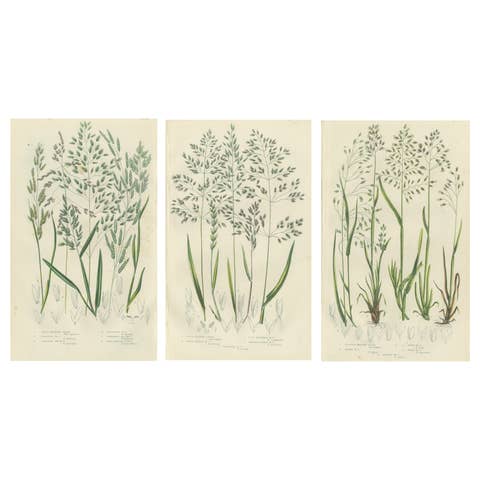 Horsetail Plants – Trio of Victorian Botanical Prints, 1873