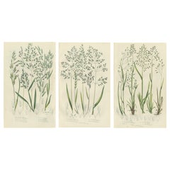 Horsetail Plants – Trio of Victorian Botanical Prints, 1873