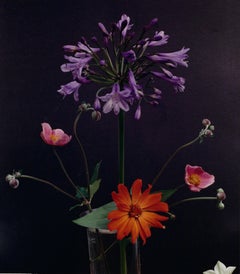 Agapanthus, anémonoe japonaise, zincnia