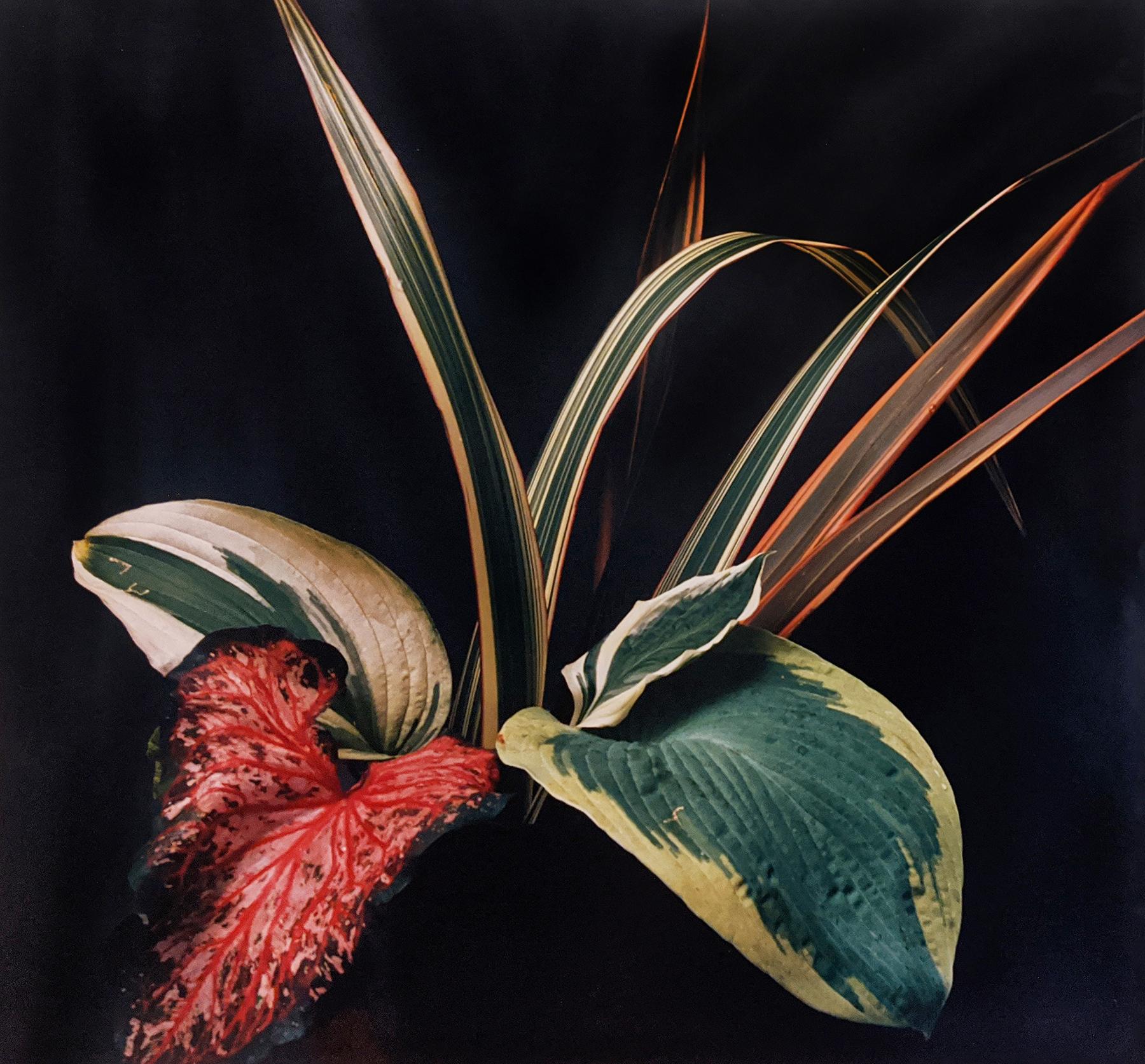 Color Photograph de Horst P. Horst - Hojas de Caladium y Hosta