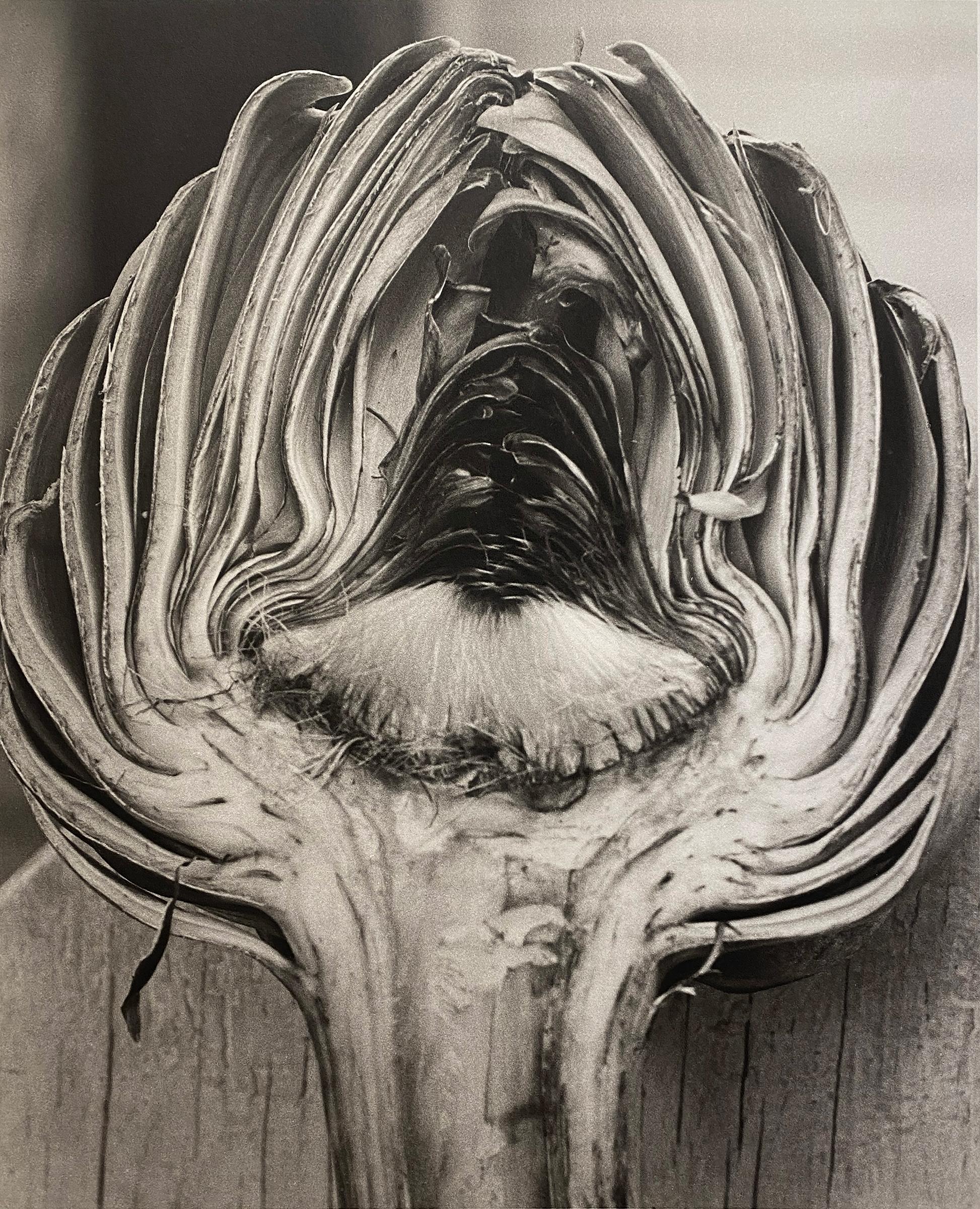 Horst P. Horst Black and White Photograph - Cynara Scolymus (Artichoke)