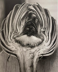 Cynara Scolymus (Artichoke)