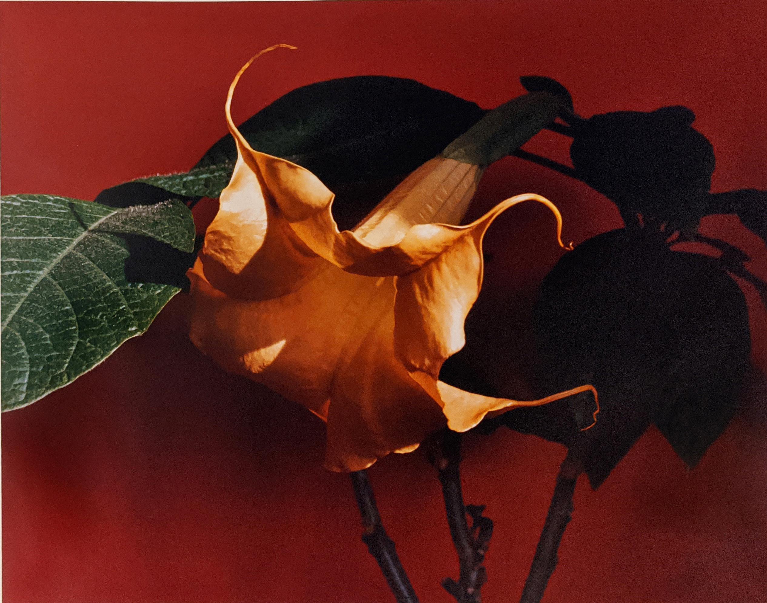 Horst P. Horst Color Photograph - Datura (Trumpet Flower)