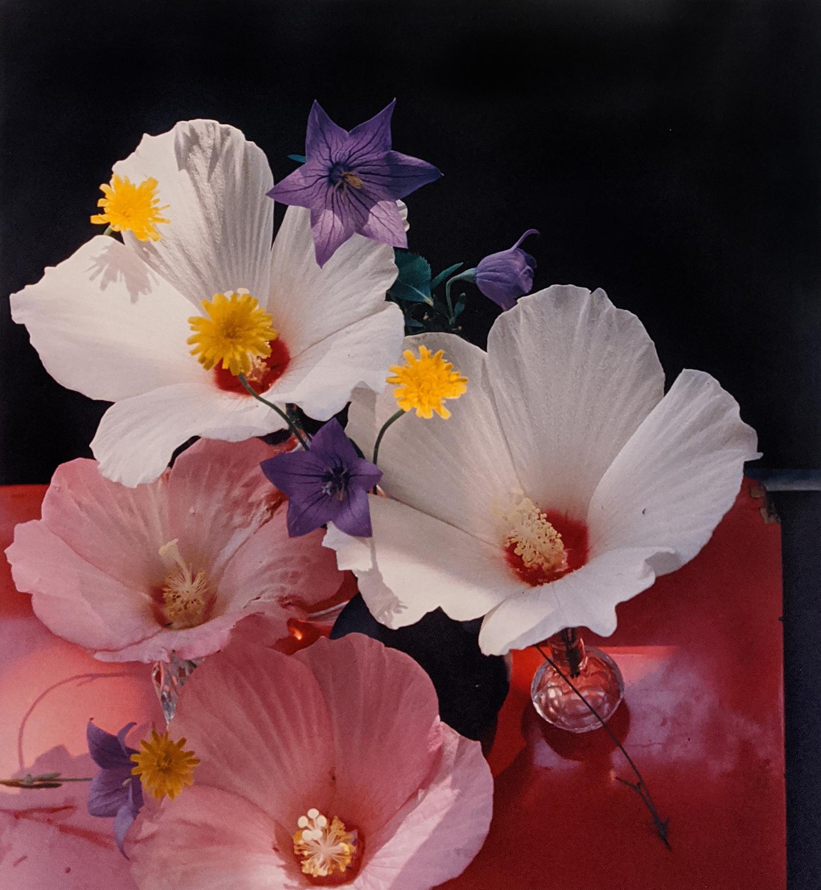 Horst P. Horst Color Photograph - Hybiscus Platycum, c. 1985