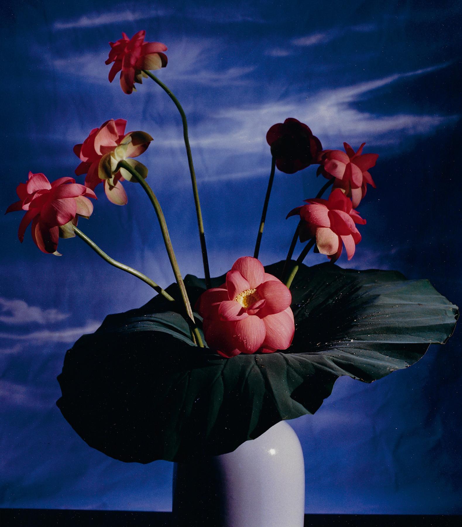 Lotus - Photograph by Horst P. Horst