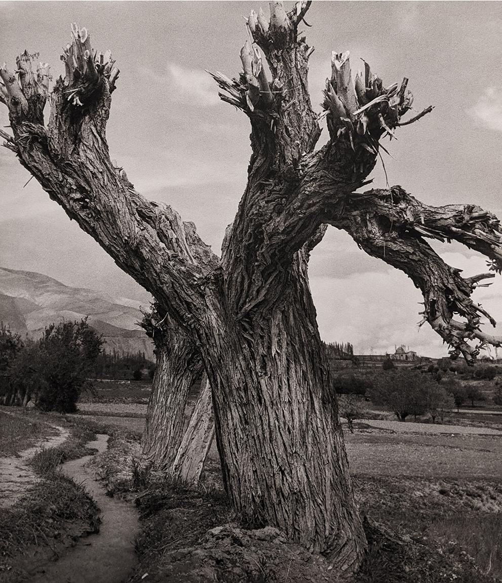 Horst P. Horst Black and White Photograph - Pollard Willow, Teheran, Persia, Iran