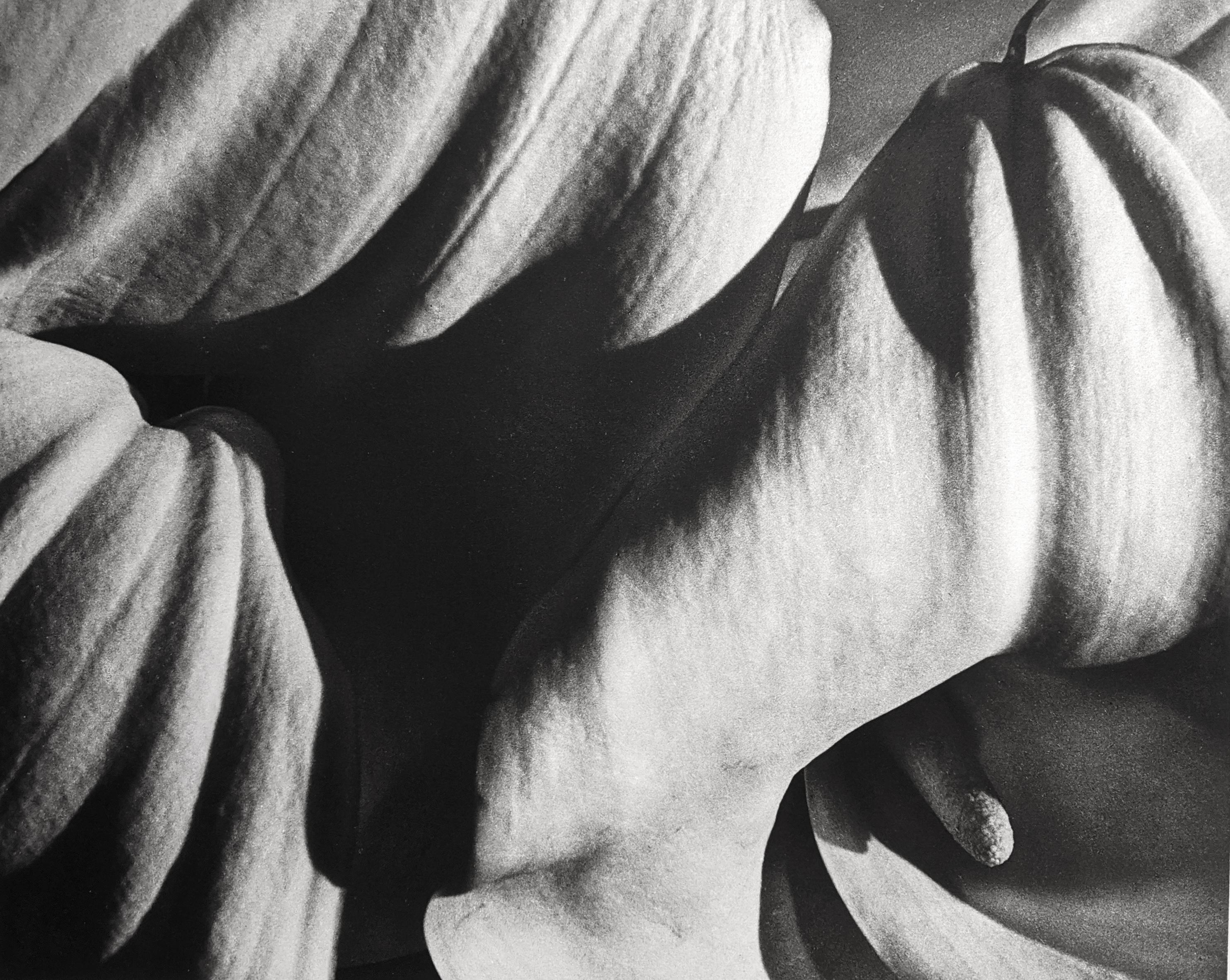 Horst P. Horst Black and White Photograph - Richardia Africana, New York