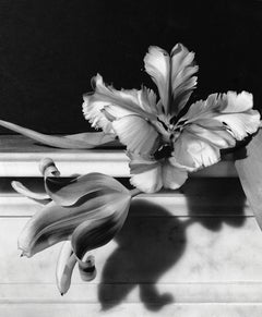 Tulipani, Oyster Bay, Long Island