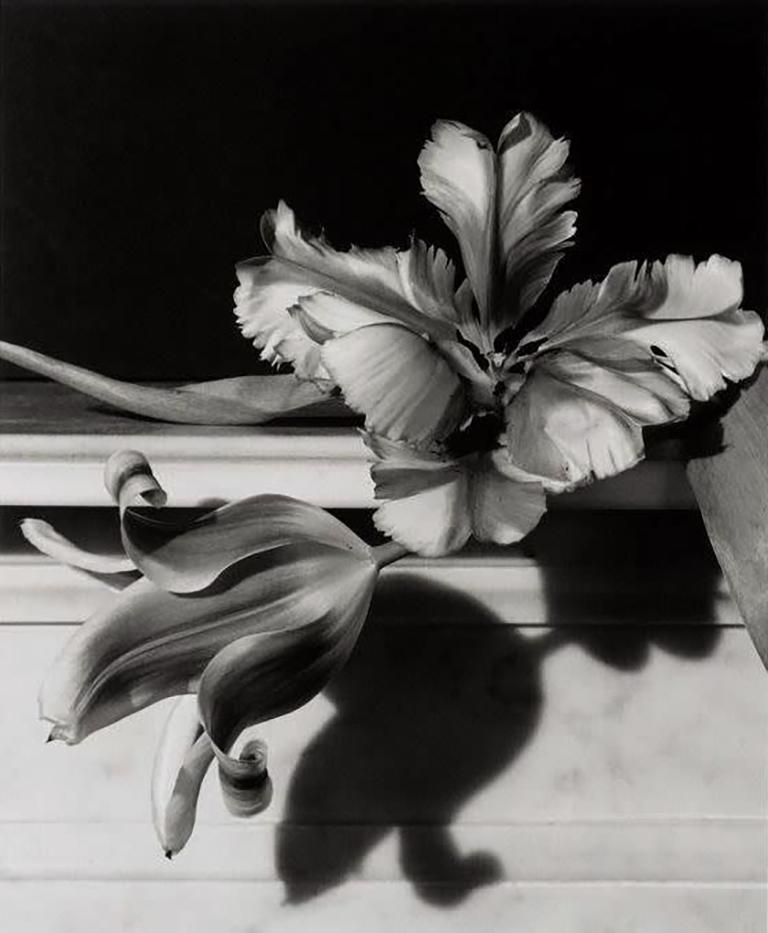 Horst P. Horst Still-Life Photograph - Tulips, Oyster Bay, N.Y.