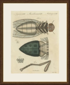 House Fly and Compound Eye Magnified, Antique Bertuch Print, circa 1805